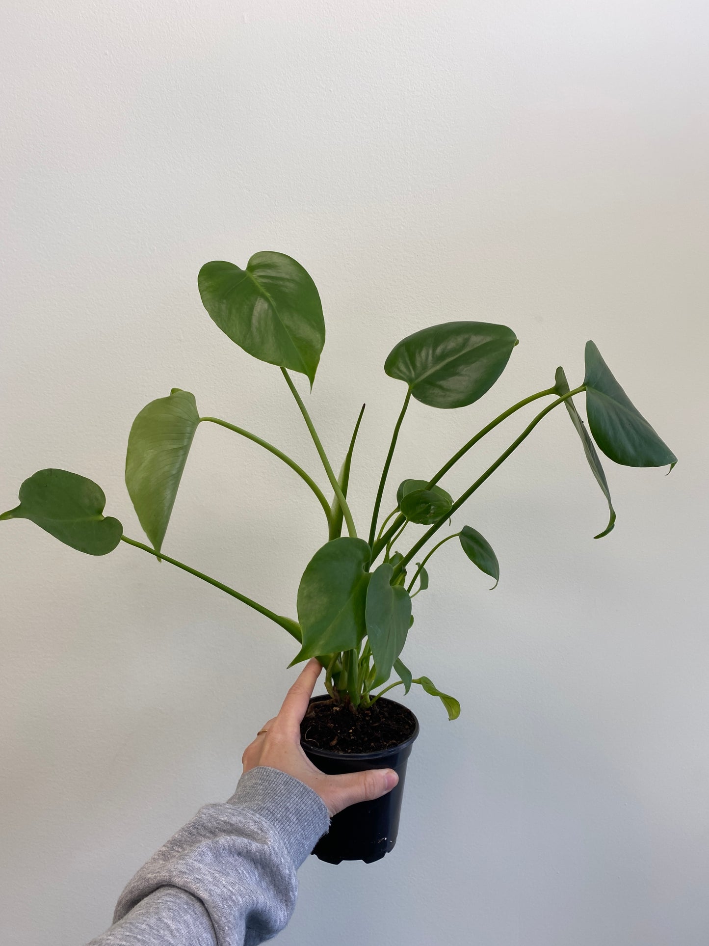 Monstera deliciosa