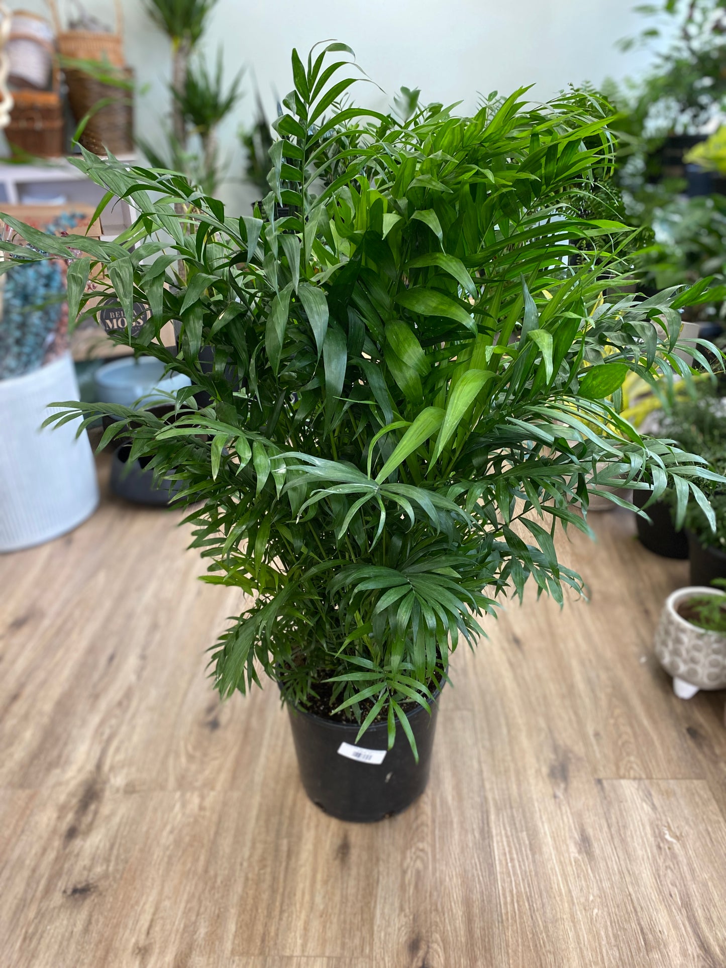 Chamaedorea elegans - Neanthe/Bella Palm