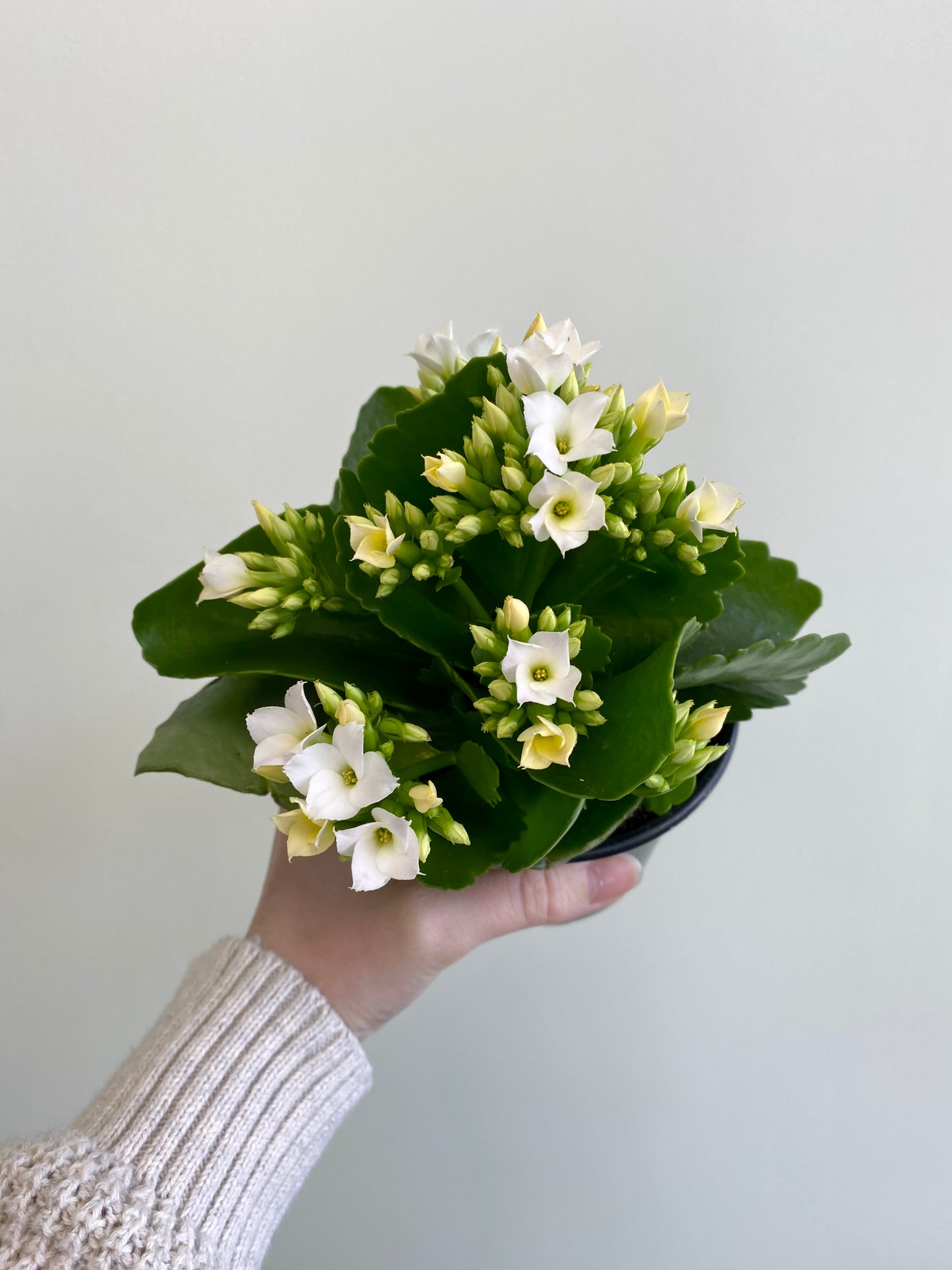 Kalanchoe / Calandiva
