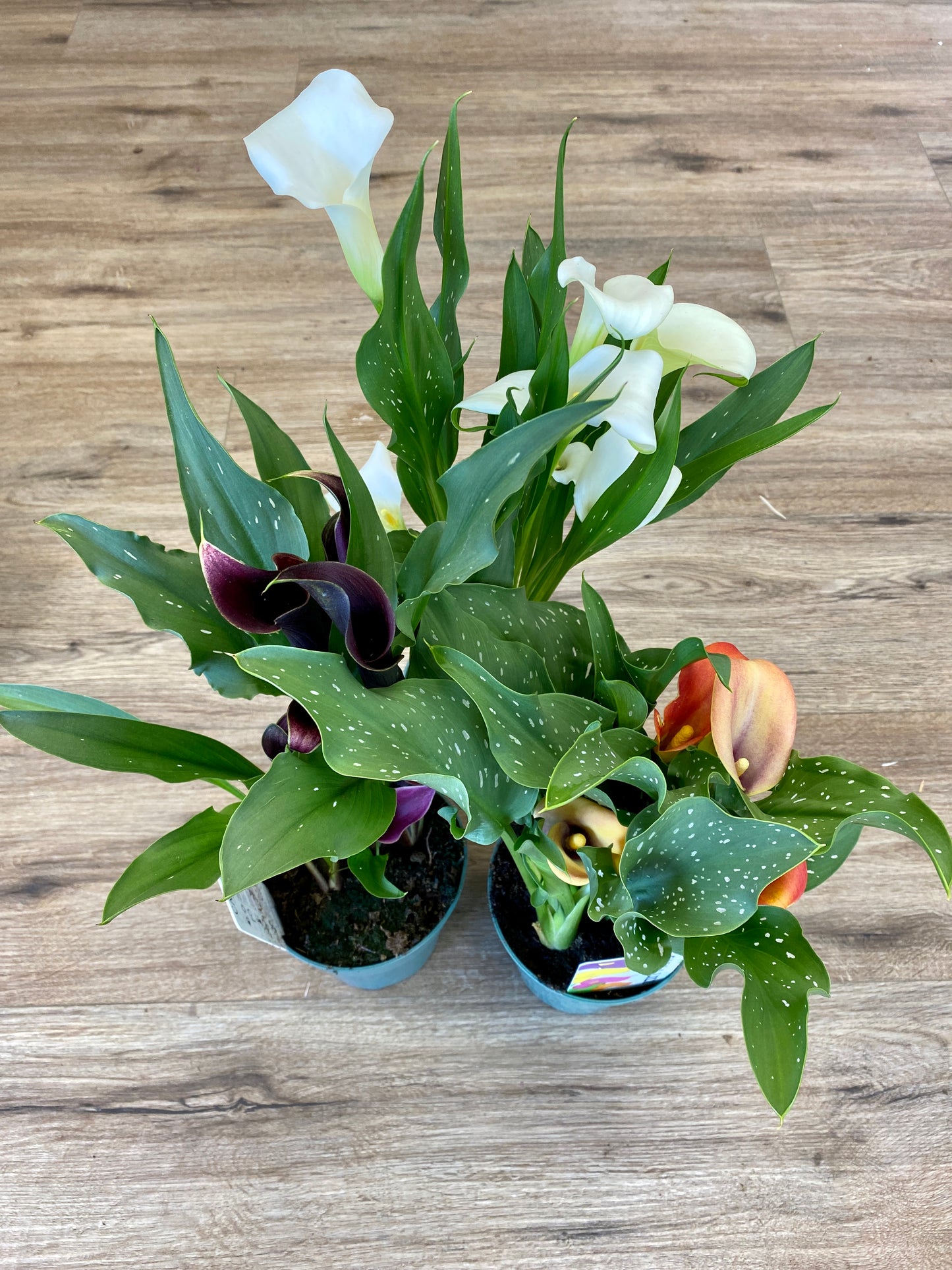Zantedeschia - Calla Lily