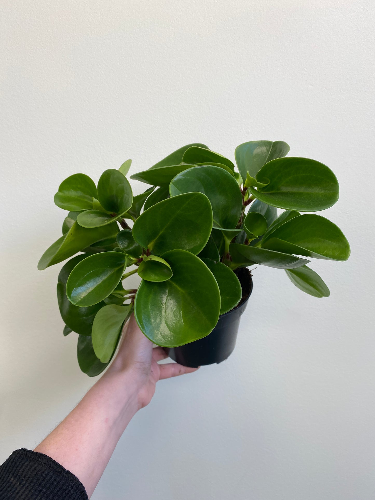 Peperomia obtusifolia - Baby Rubber Plant