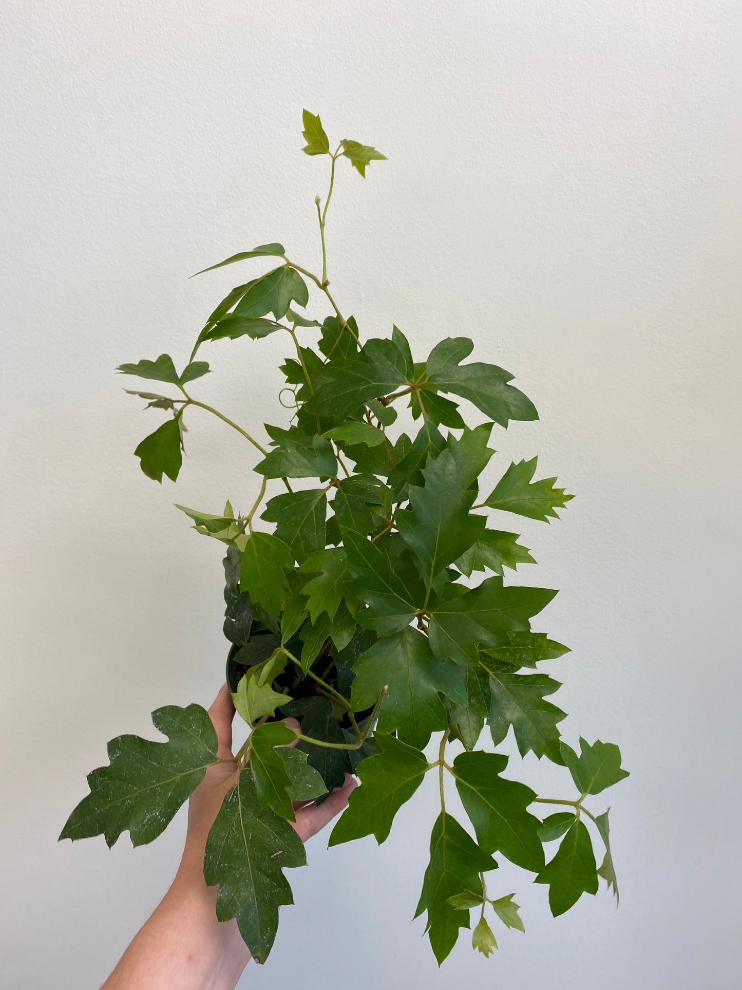 Cissus rhombifolia - Oak Leaf Ivy