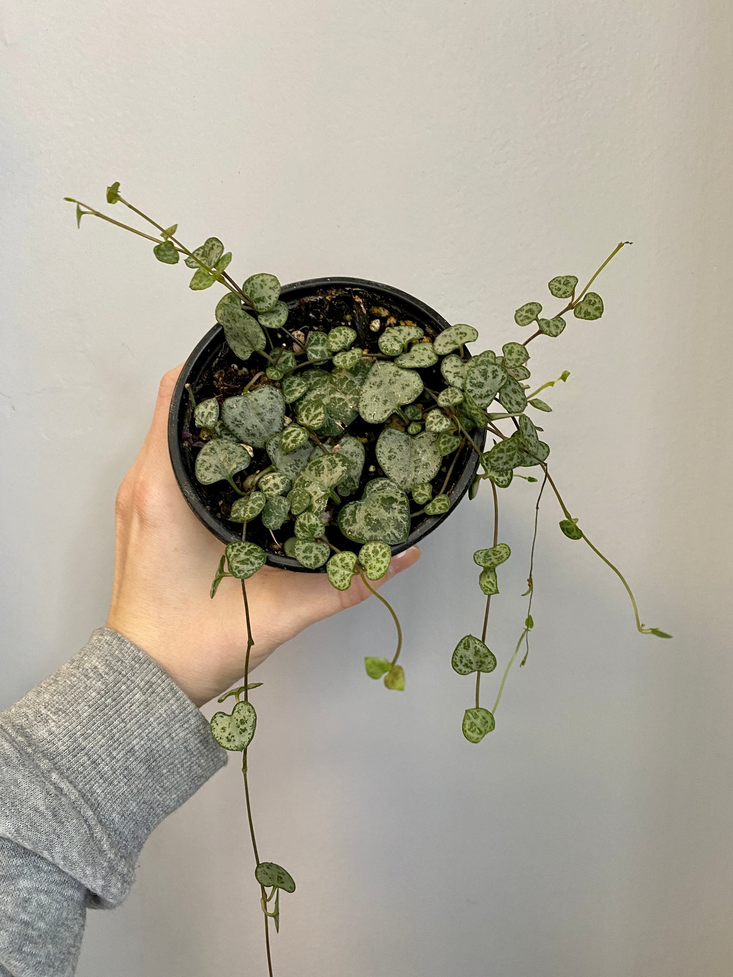 Ceropegia woodii - String of Hearts