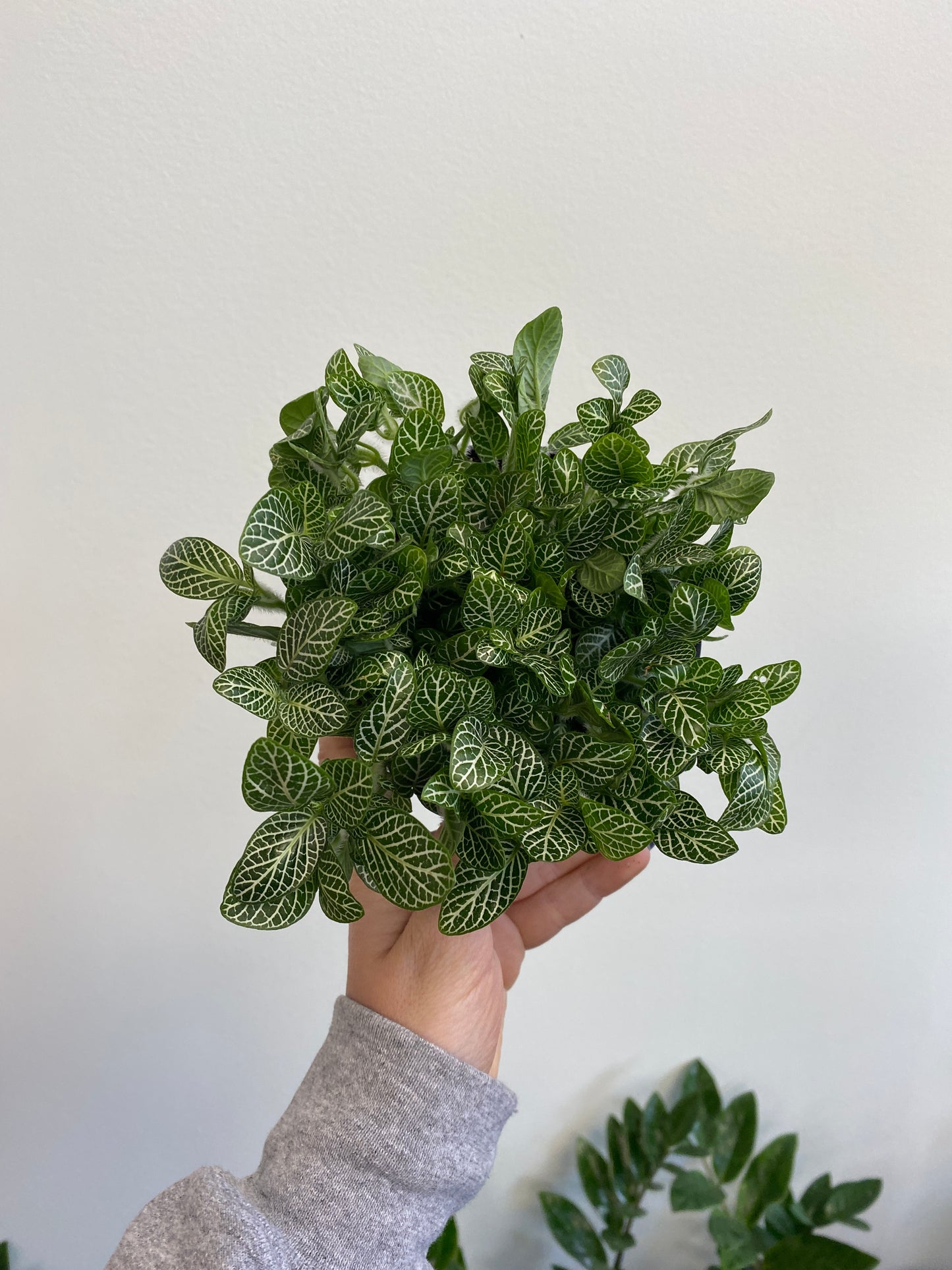 Fittonia albivenis - Mosaic Plant (Assorted)