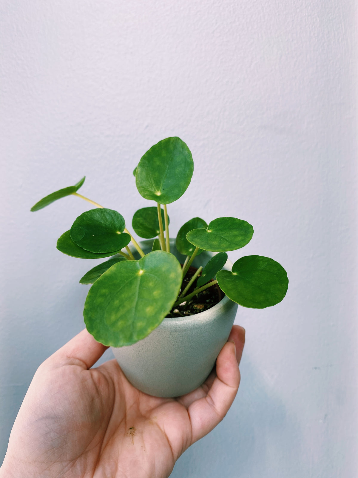 Pilea Peperomioides - Chinese Money Plant