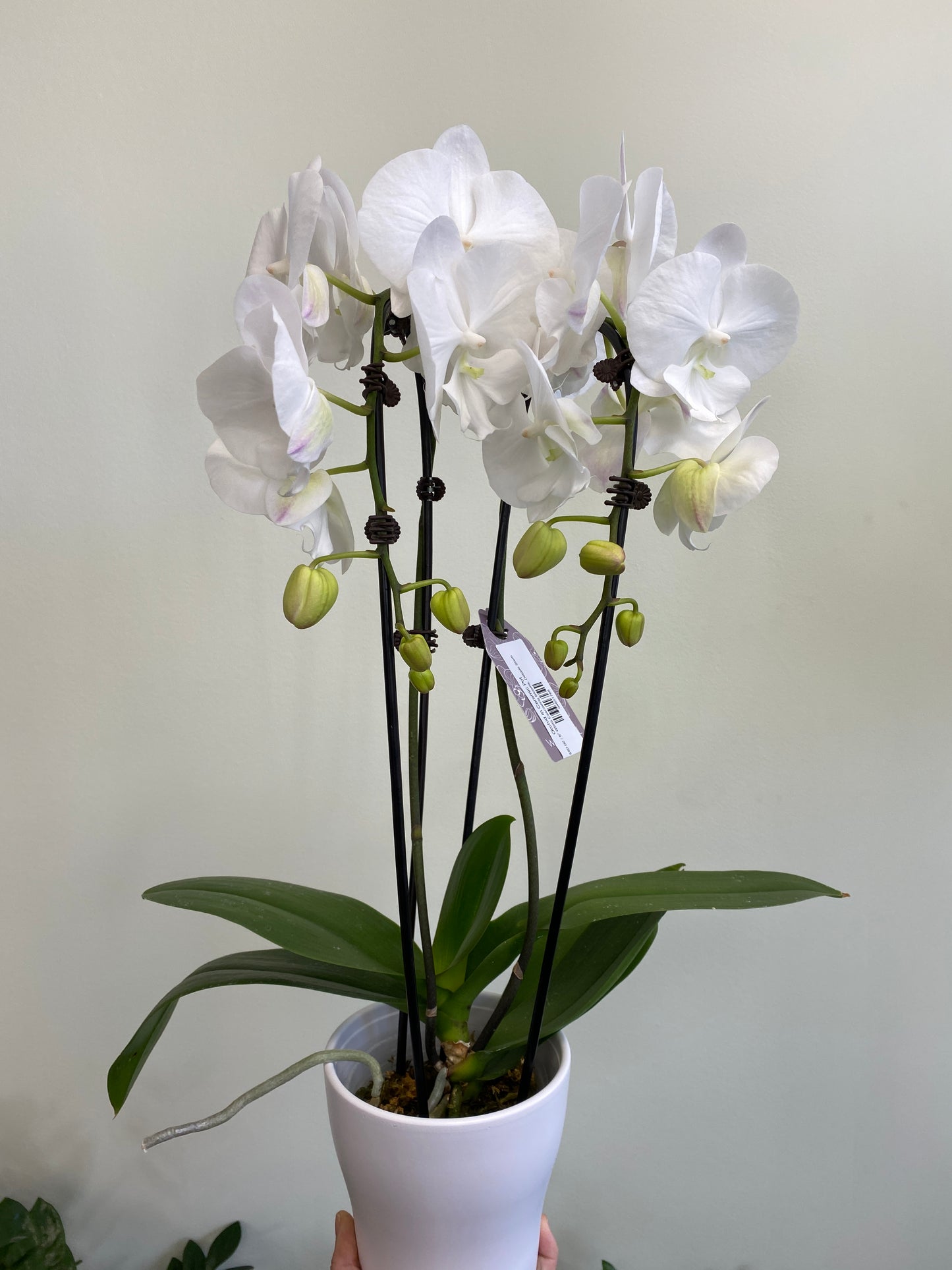 Orchid in Ceramic Pot