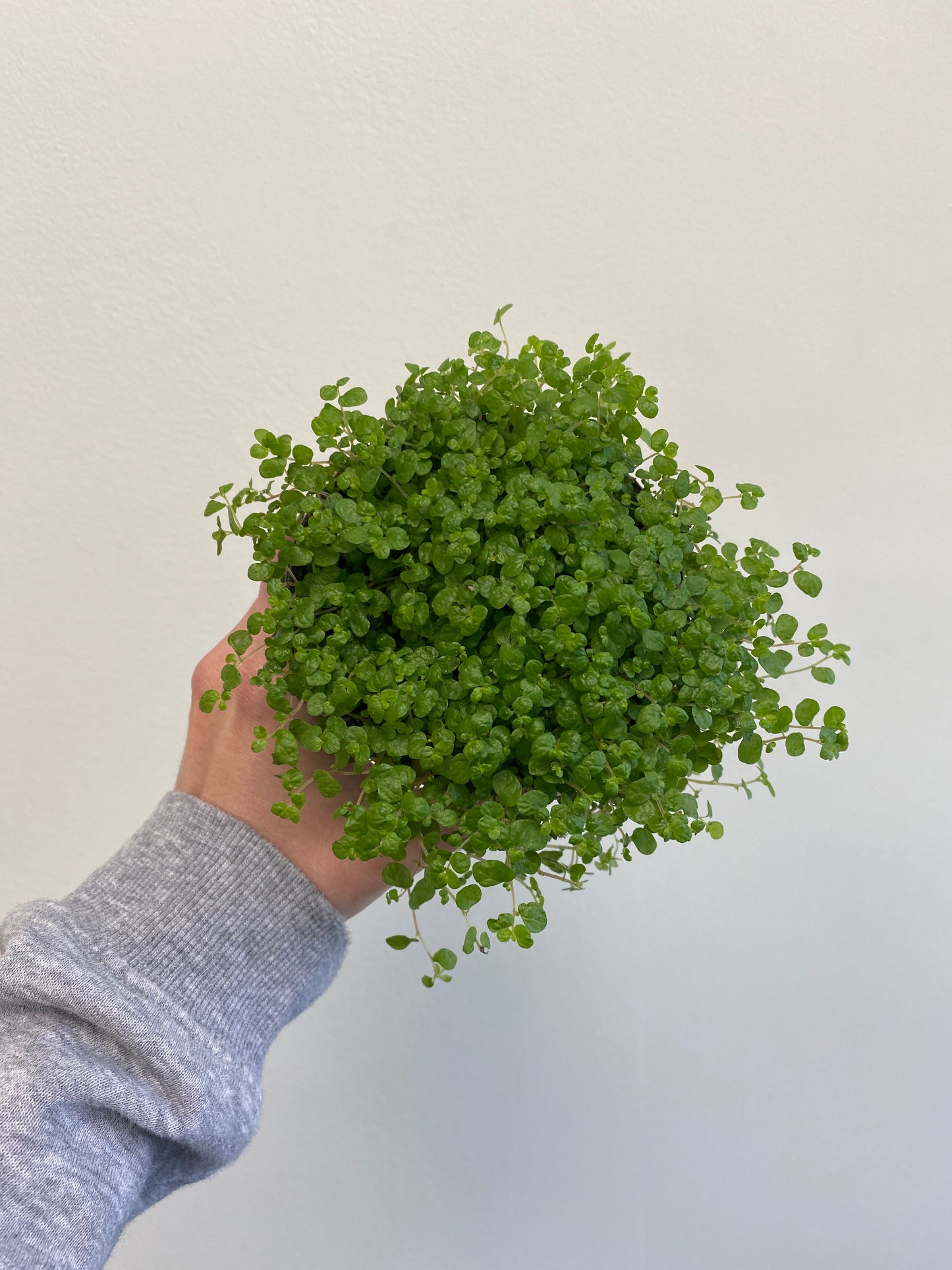 Soleirolia soleirolii - Baby Tears