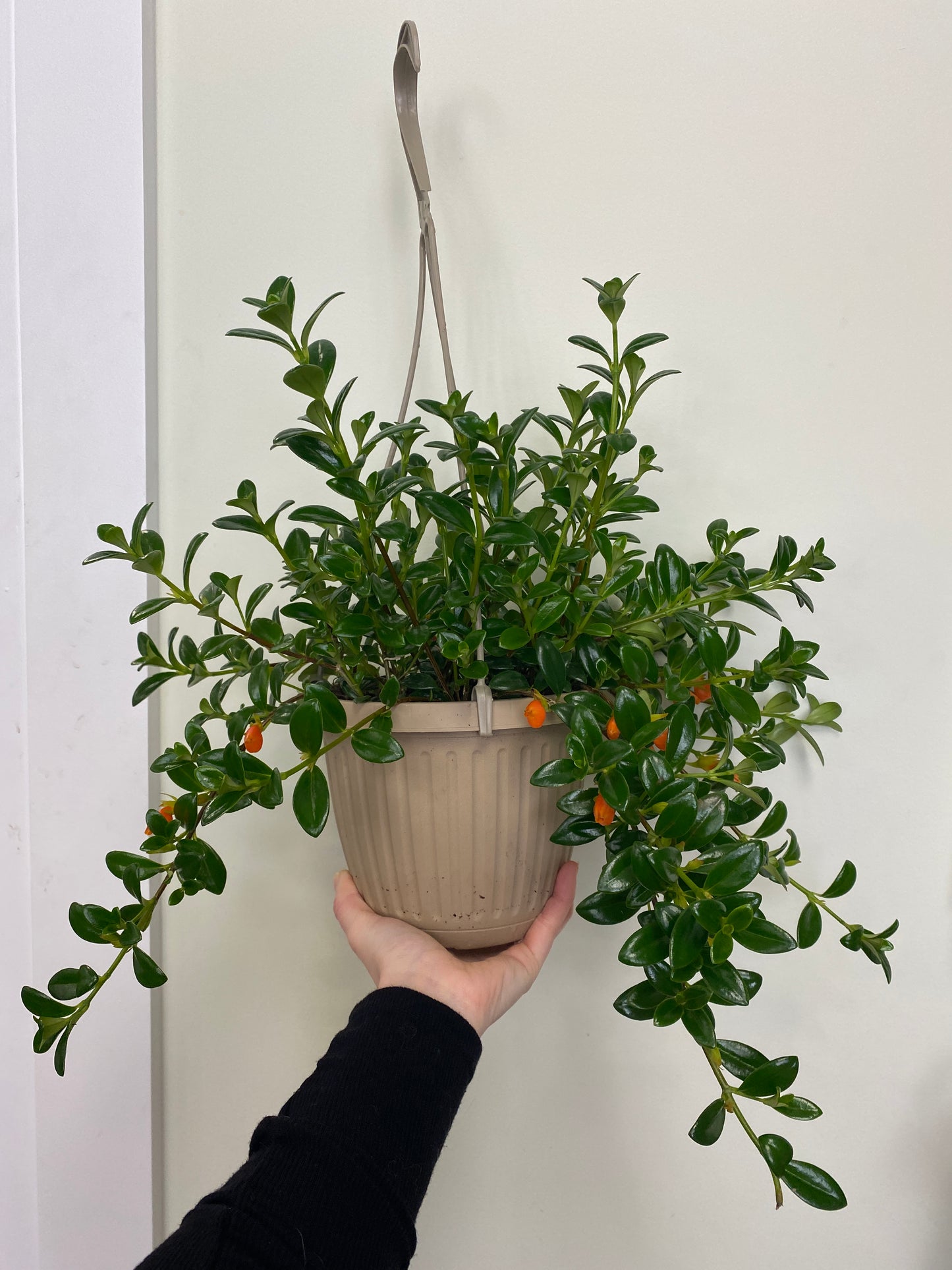 Nematanthus - Goldfish Plant