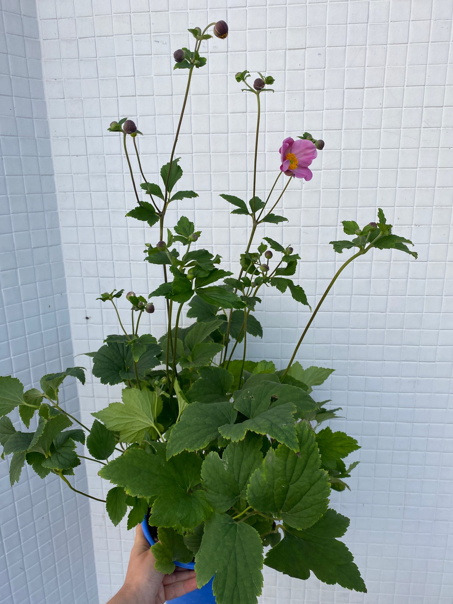 Japanese Anemone - Anemone x hybrida 'September Charm'