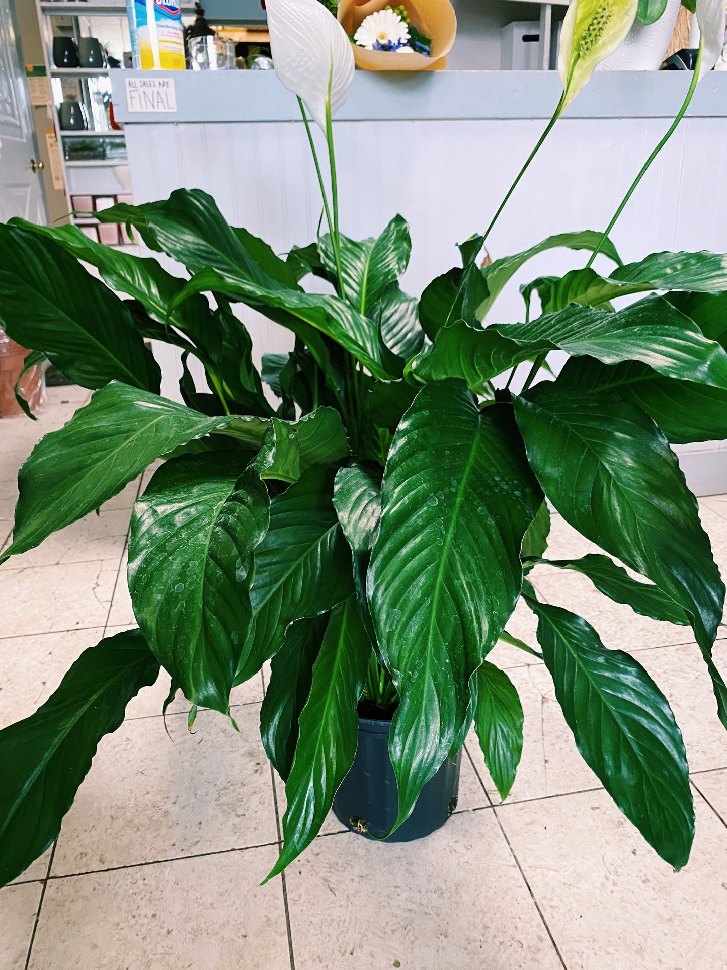 Spathiphyllum wallisii - Peace Lily