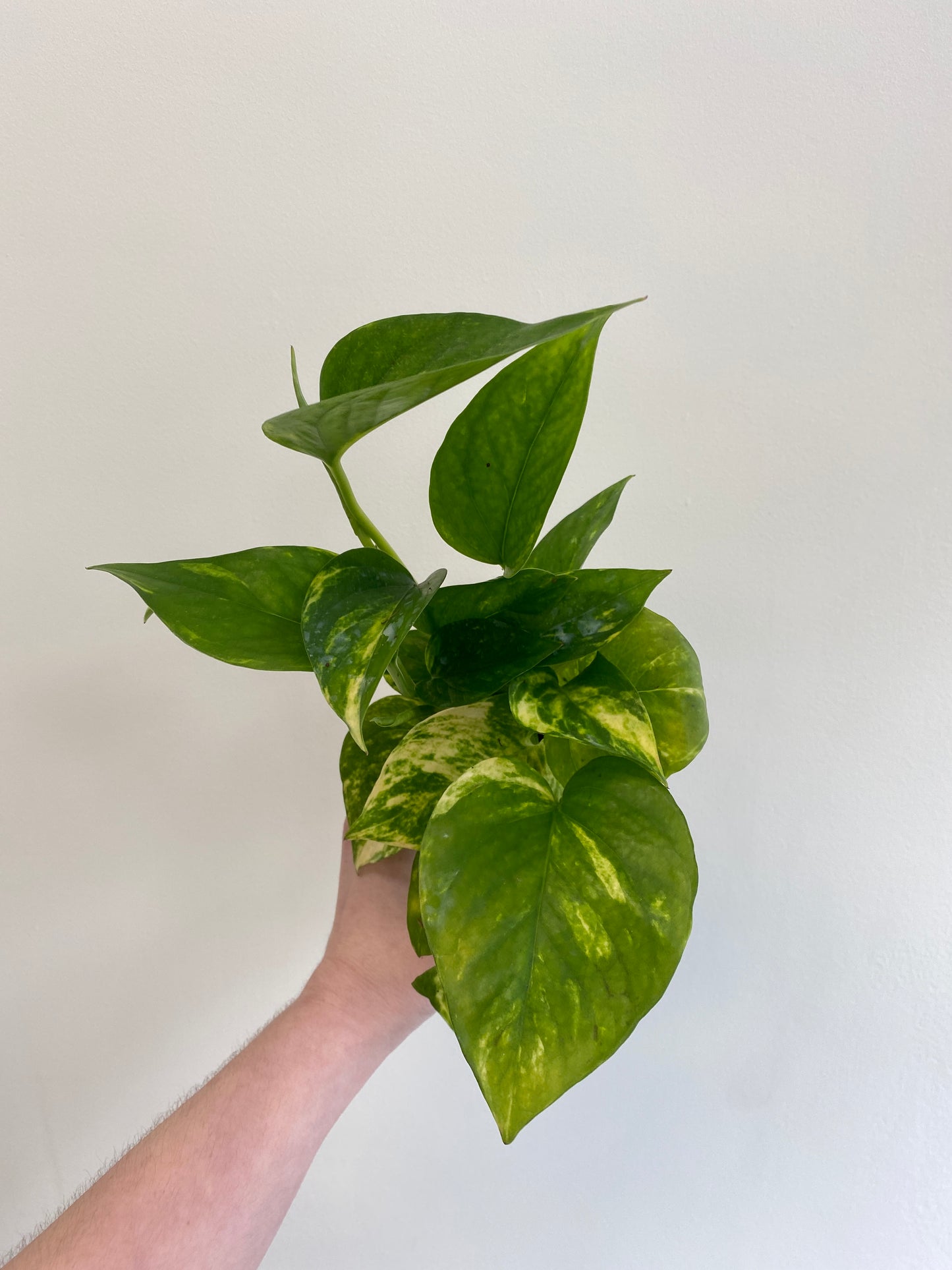 Epipremnum aureum - Pothos ‘Golden’