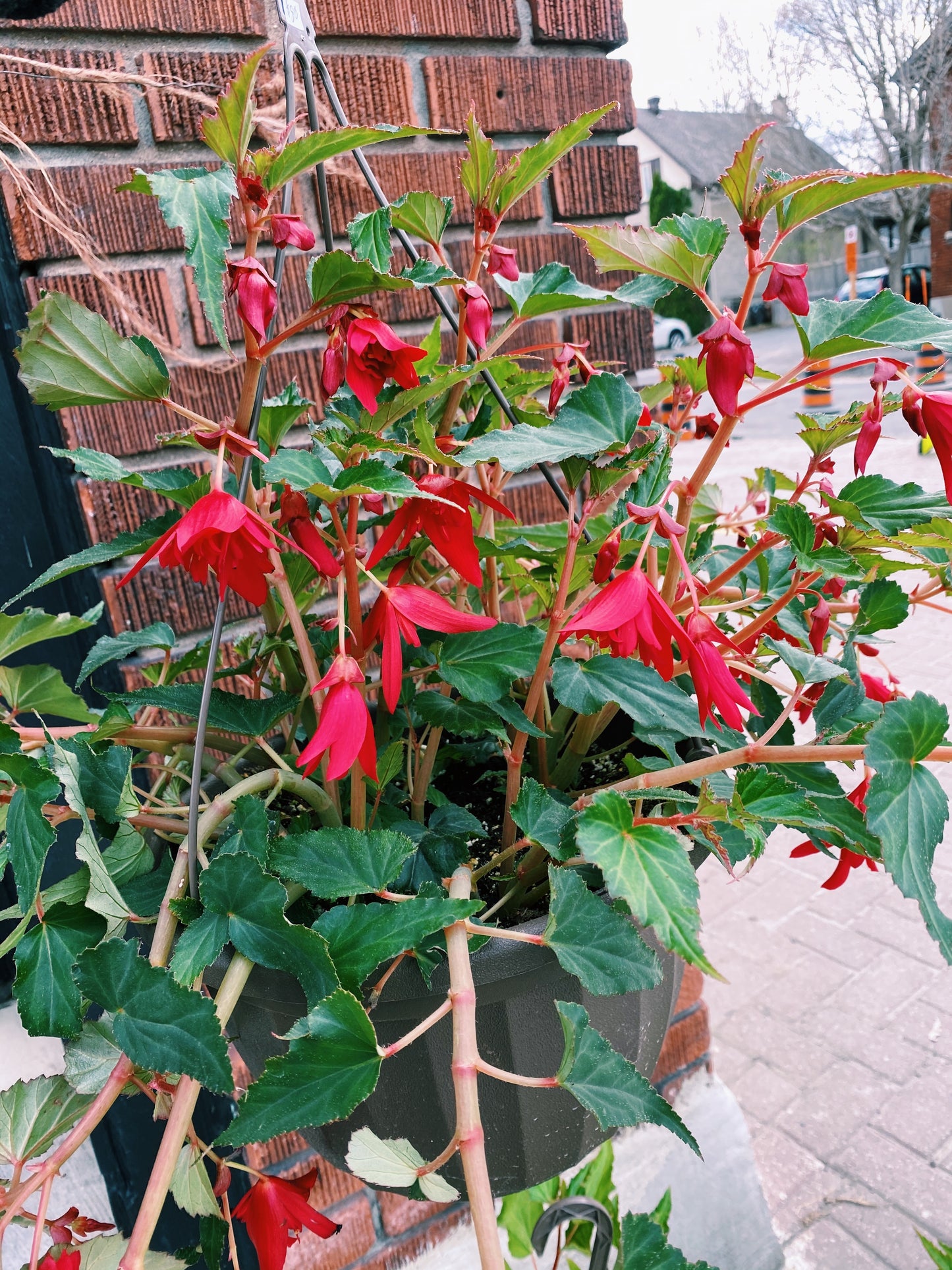 Begonia Hanging Basket 10 inch