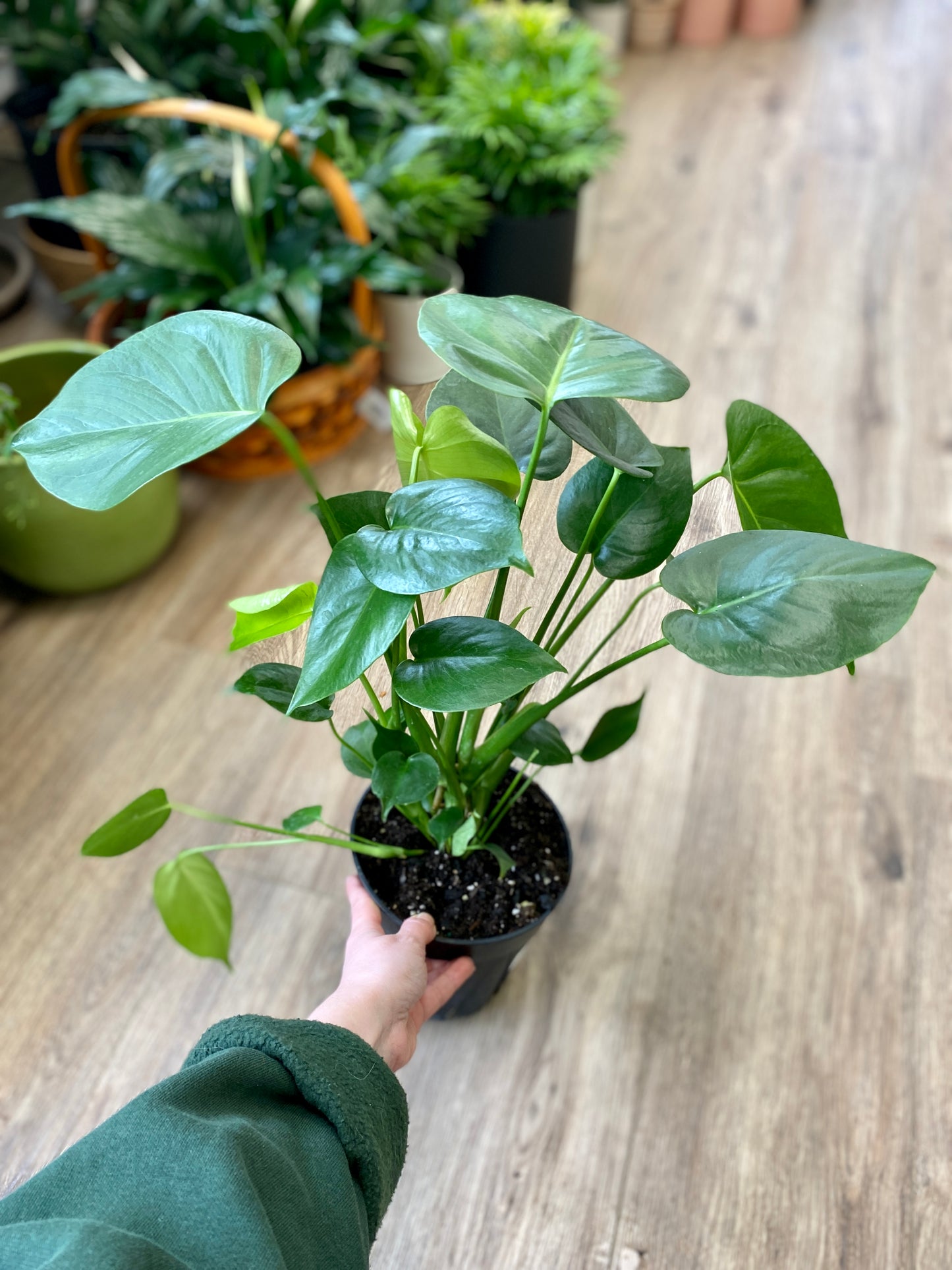 Monstera deliciosa