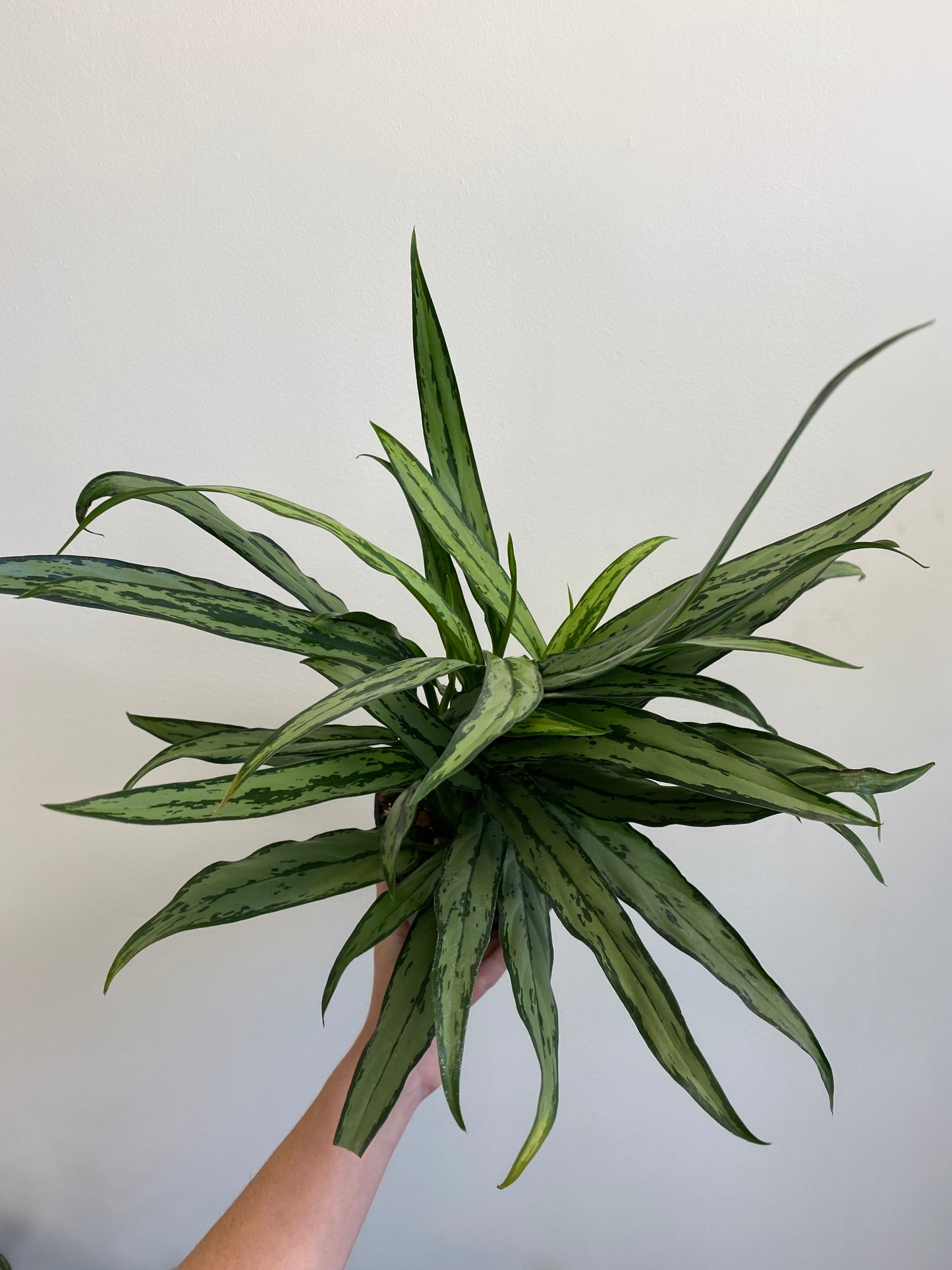 Aglaonema ‘Cutlass’ - Chinese Evergreen
