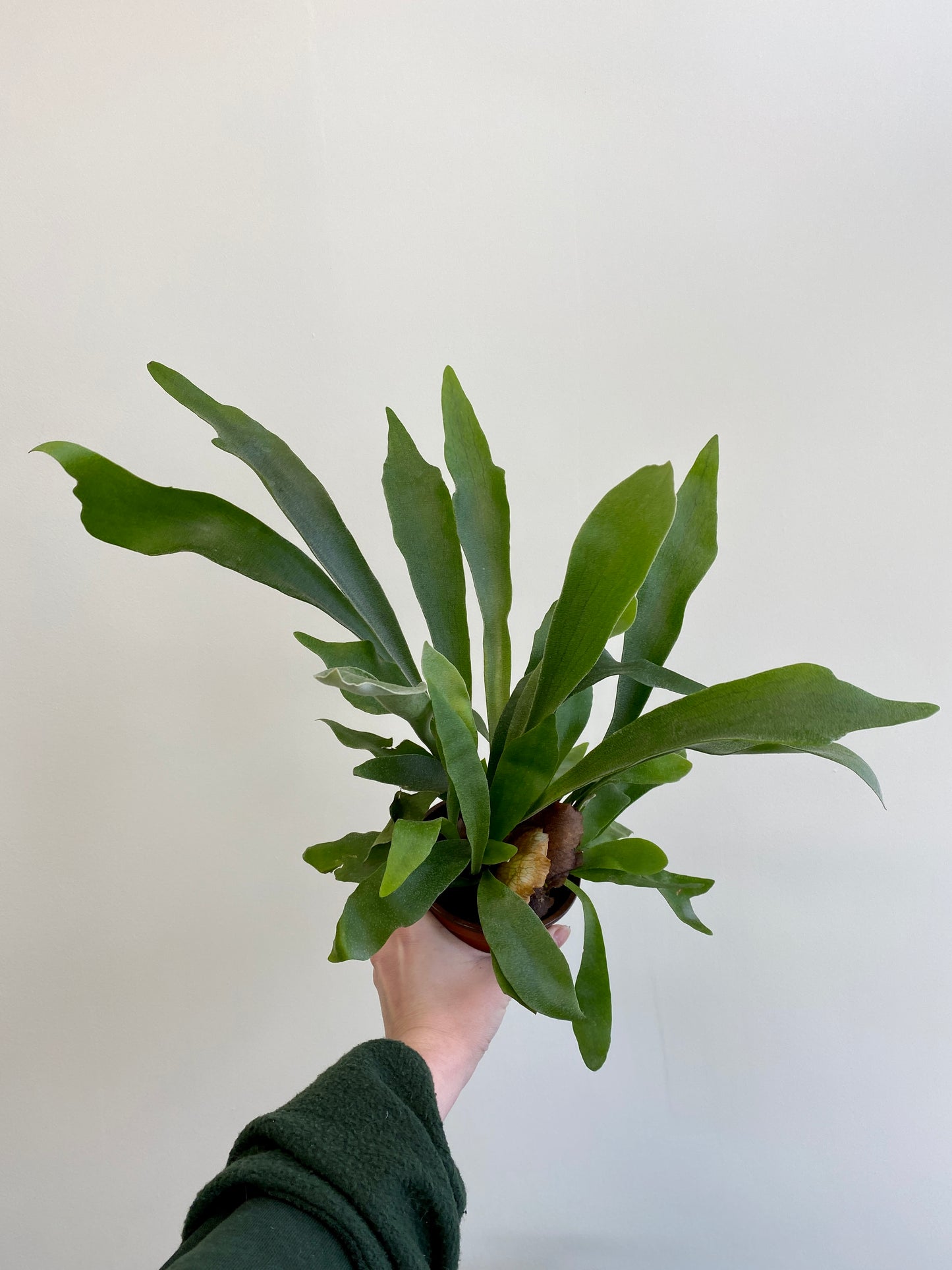 Platycerium sp - Staghorn Fern
