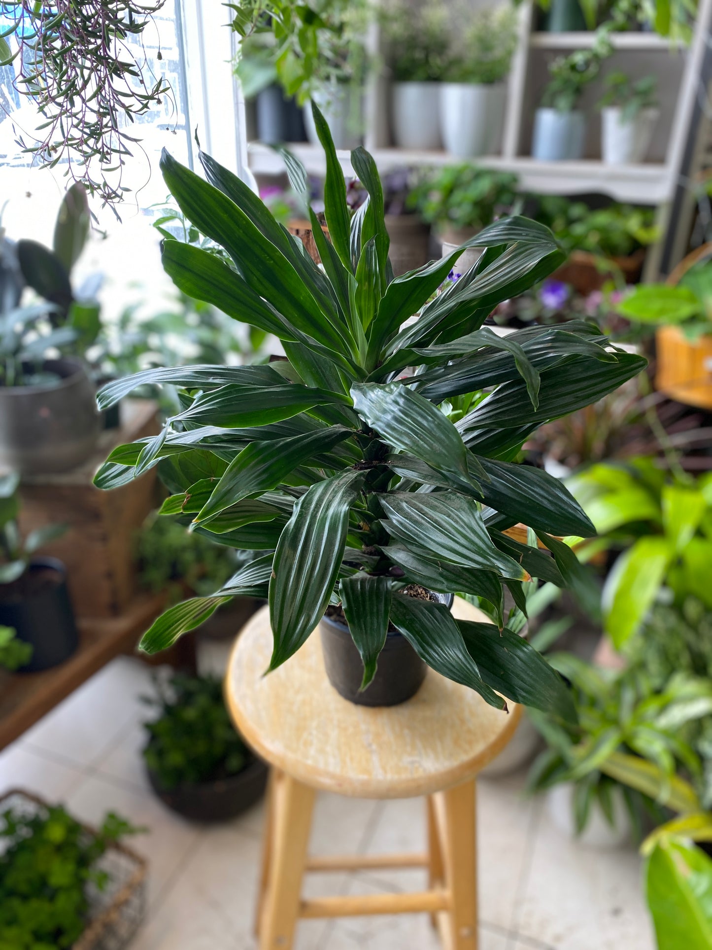 Dracaena ‘Green Jewel’