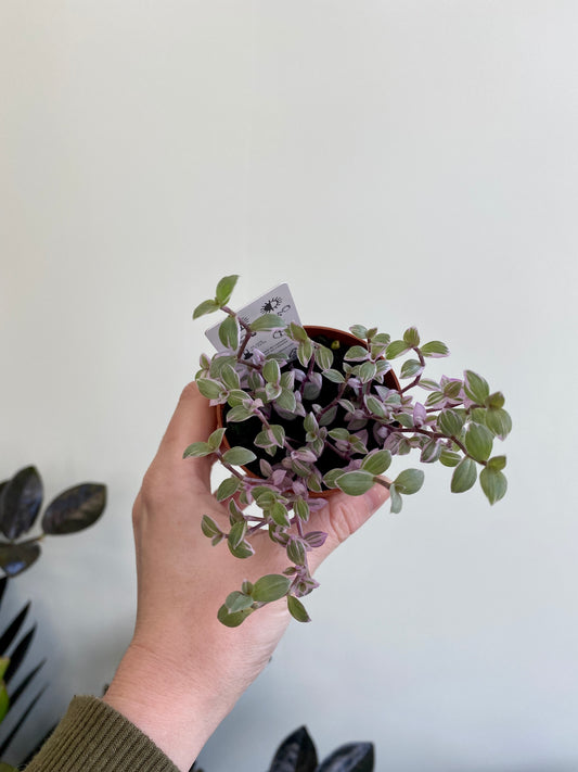 Callisia repens - Pink Lady, Pink Panther