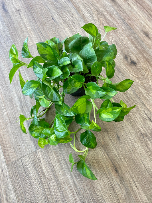 Epipremnum aureum - Pothos ‘Global Green’