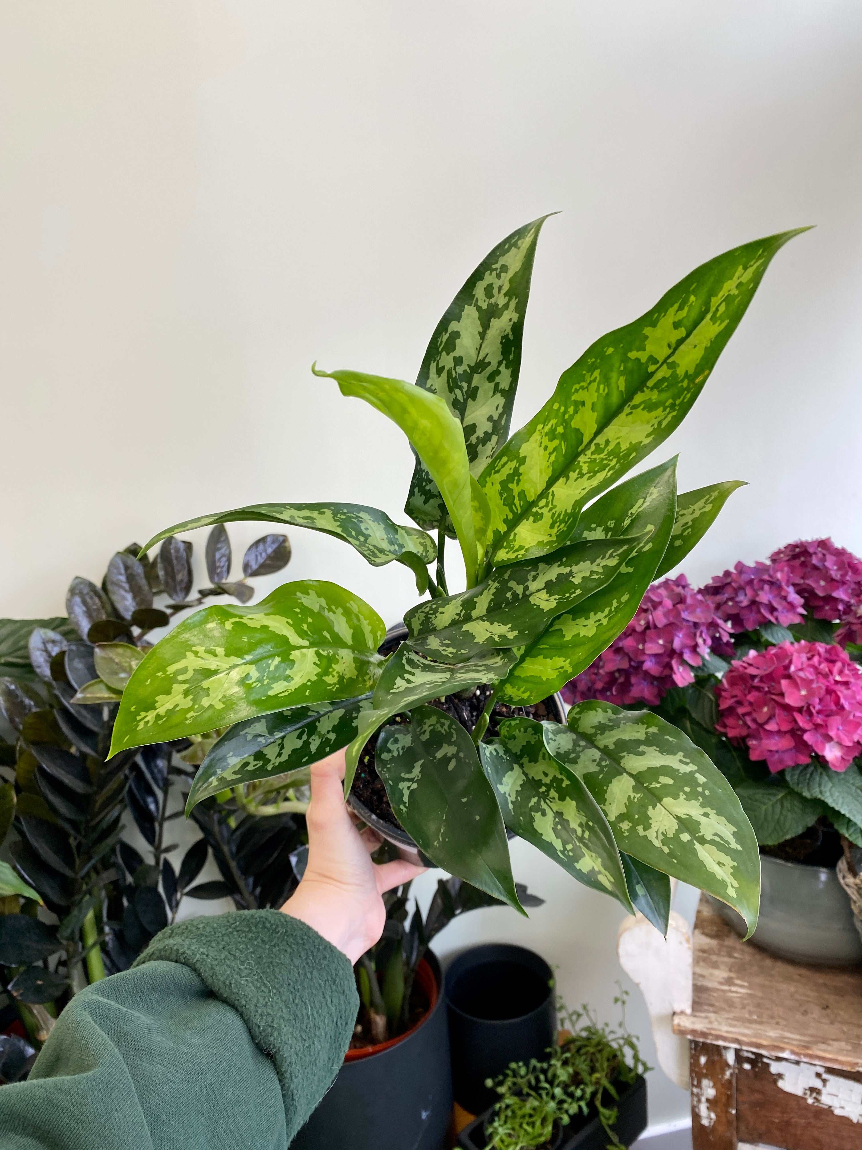 aglaonema emerald beauty maria Aglaonema 'Emerald Beauty/Maria'