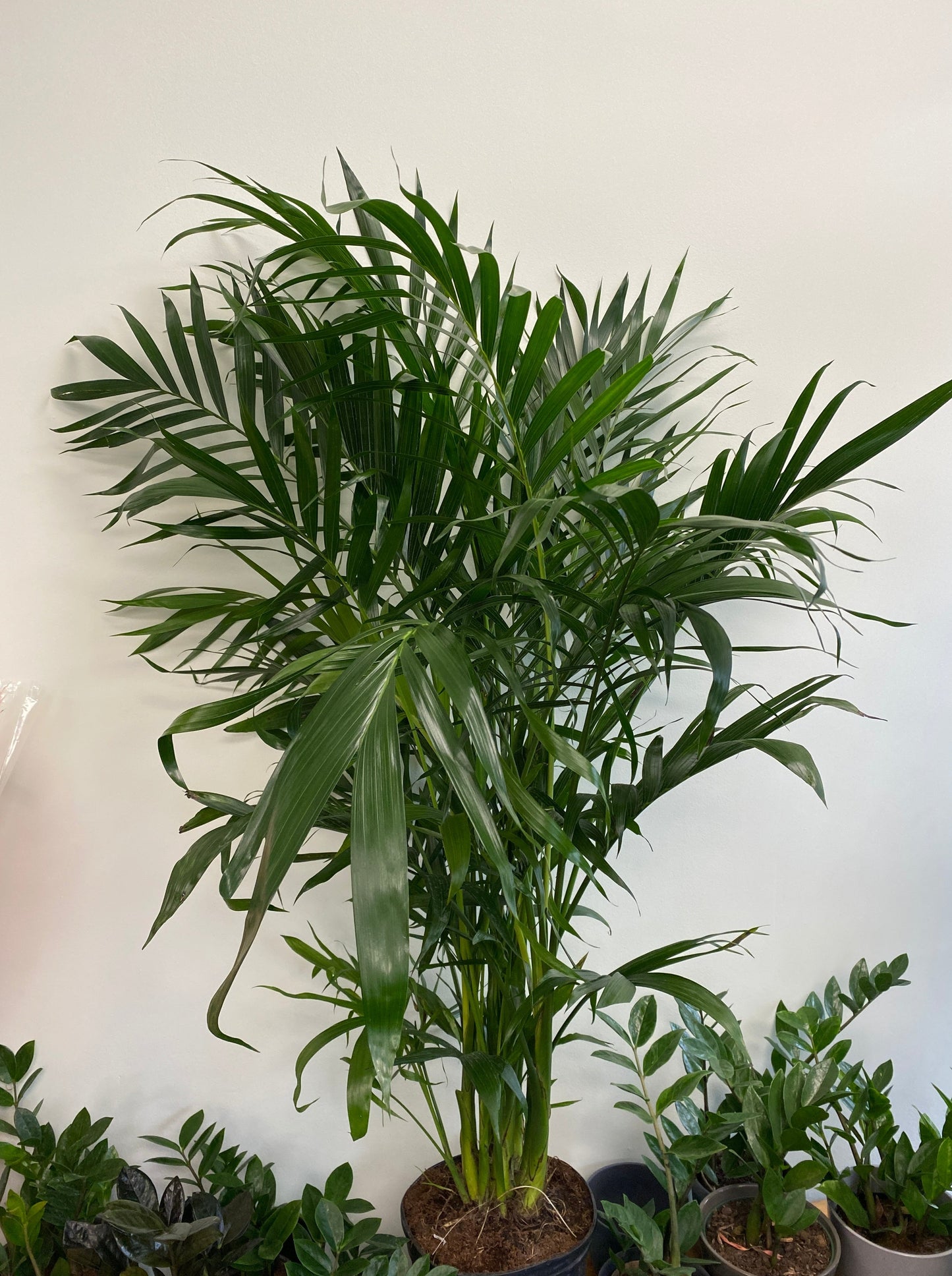 Chamaedorea cataractarum - Cat Palm