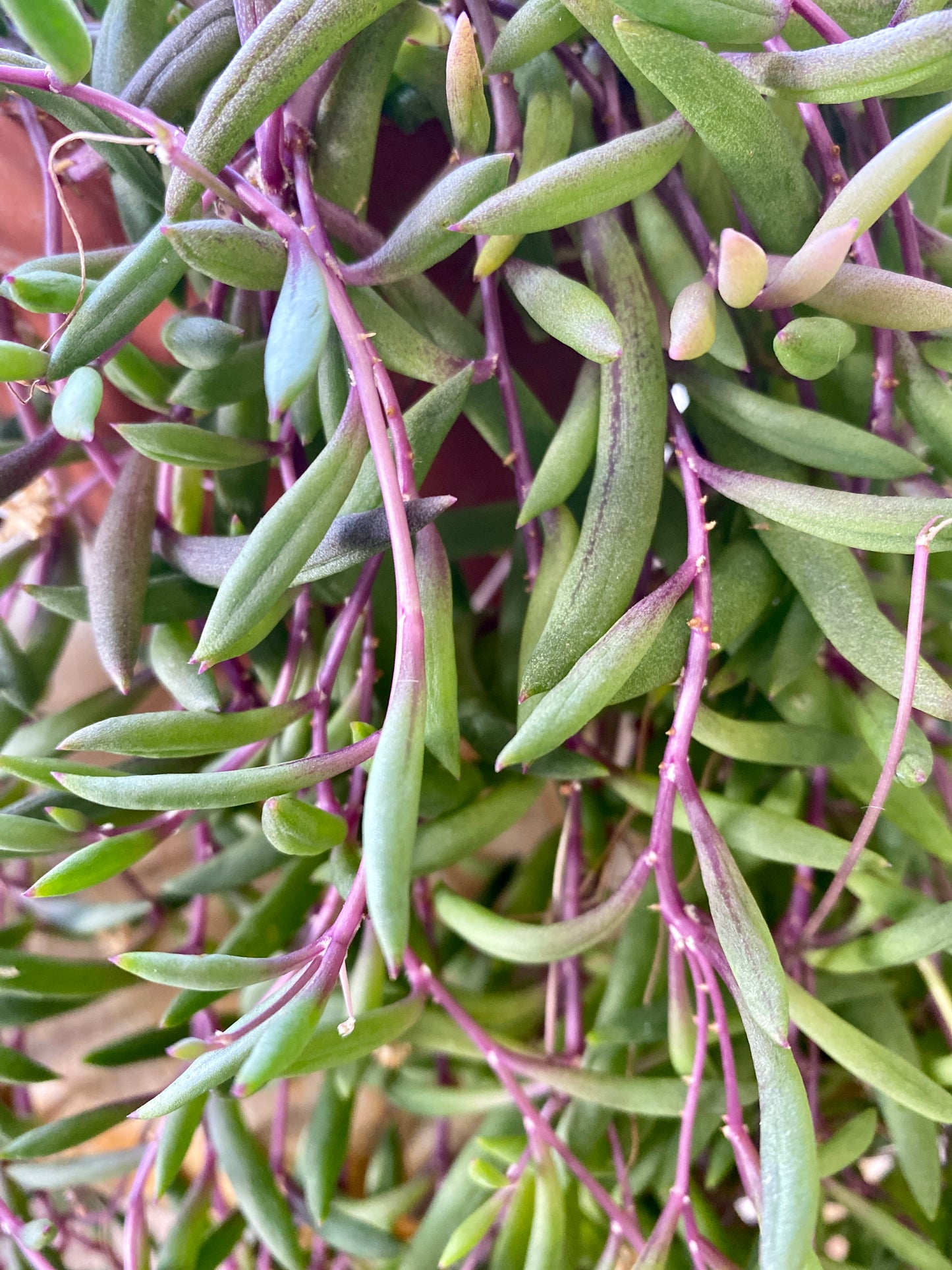 Othonna capensis - Ruby Necklace, Little Pickles