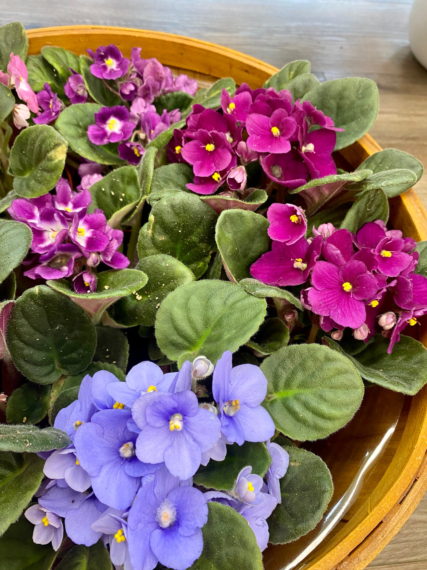African Violet