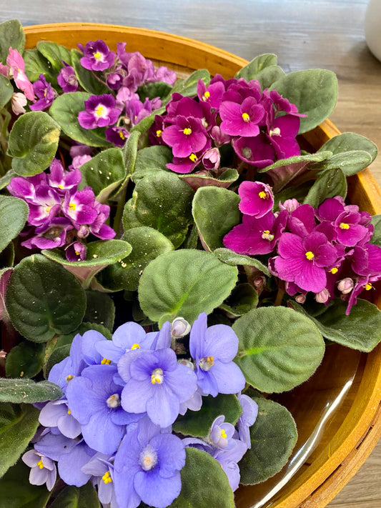 African Violet