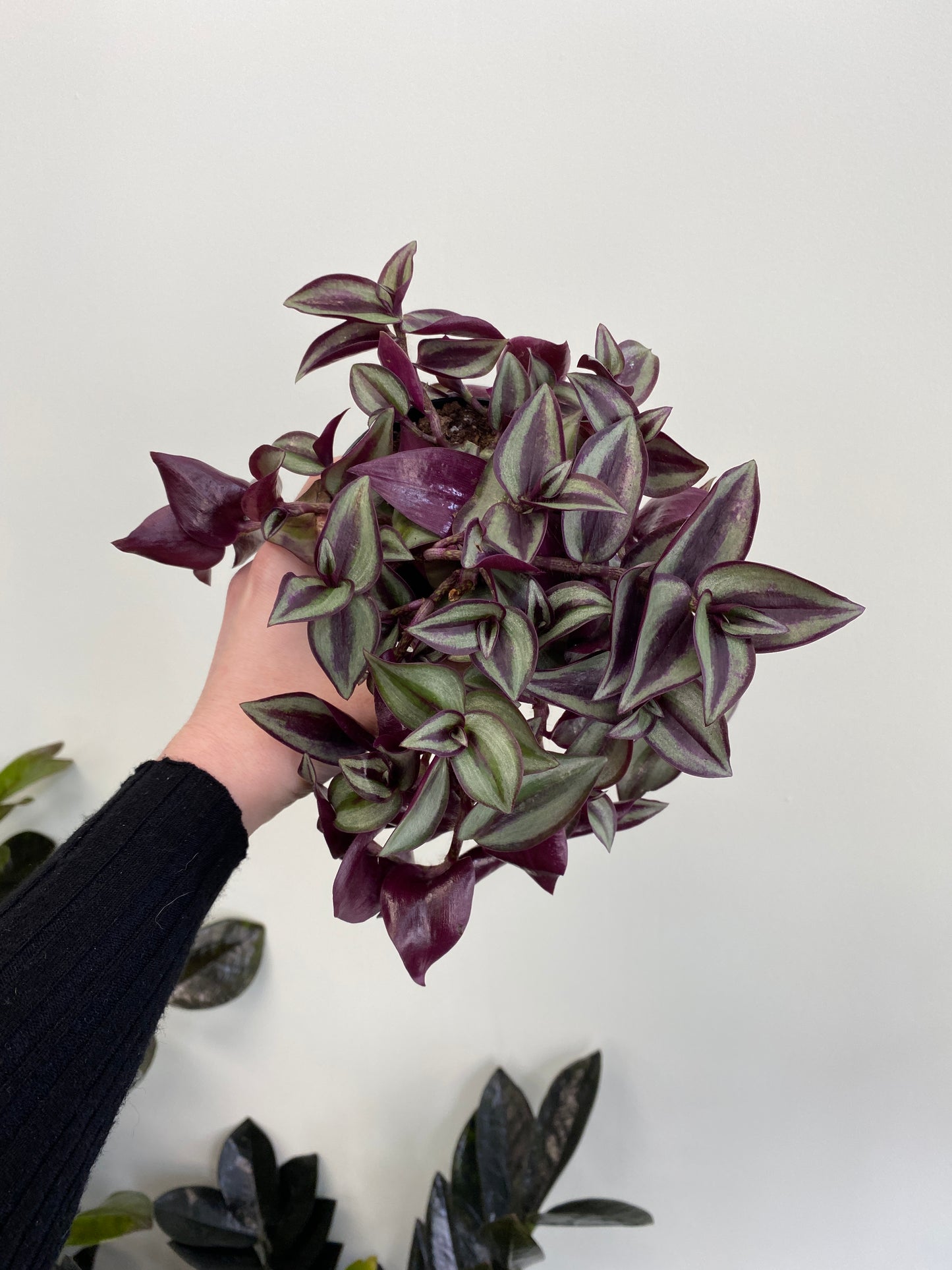 Wandering Dude - Tradescantia zebrina