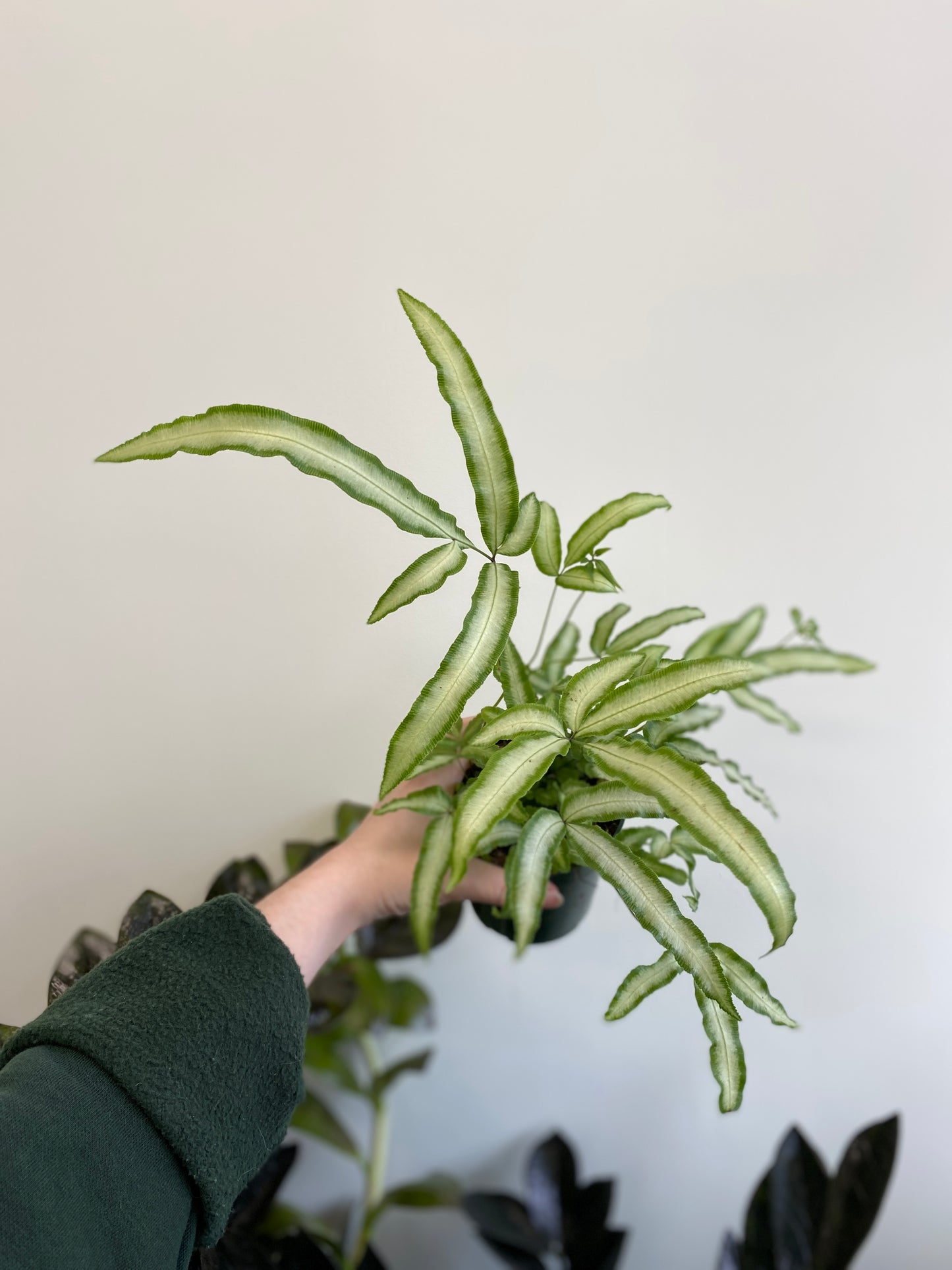 Pteris cretica - Ribbon Fern
