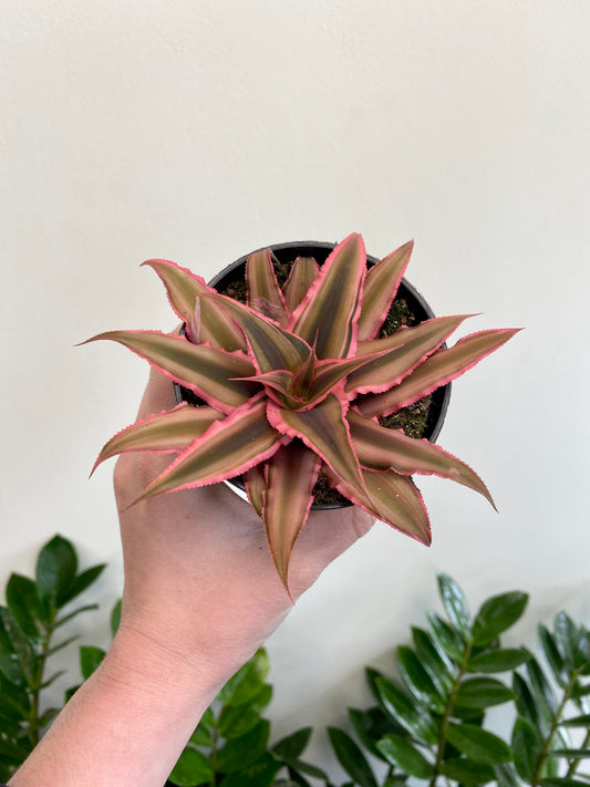 Cryptanthus bivittatus - Earth Star