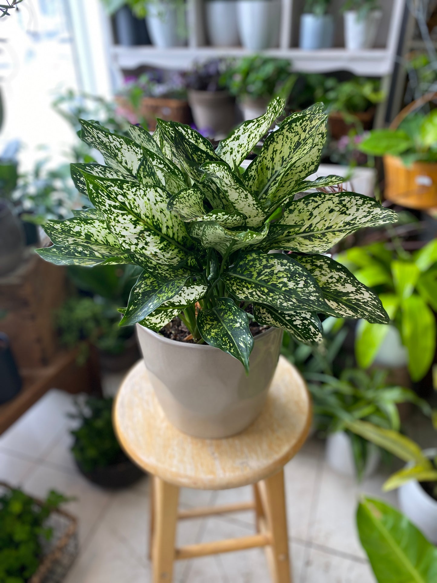 Aglaonema ‘Osaka’ - Chinese Evergreen