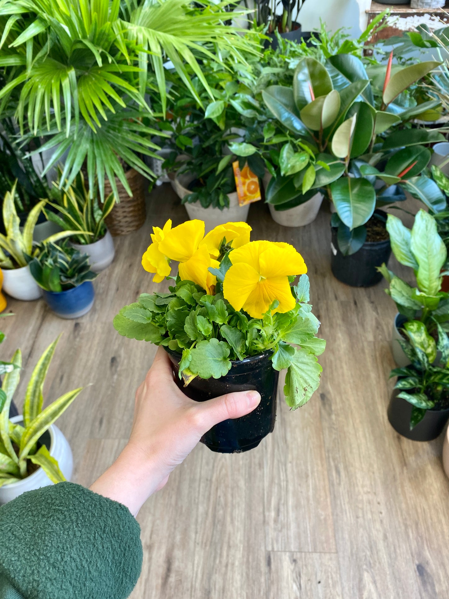 Pansy