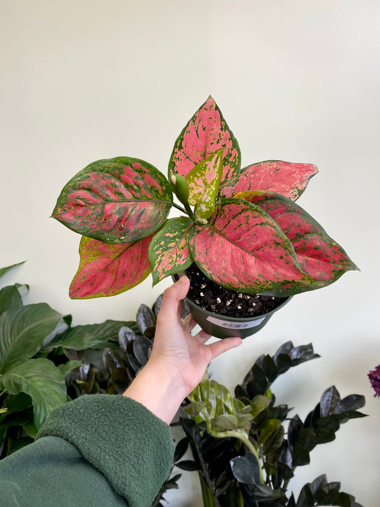 Aglaonema 'Valentine’ - Chinese Evergreen