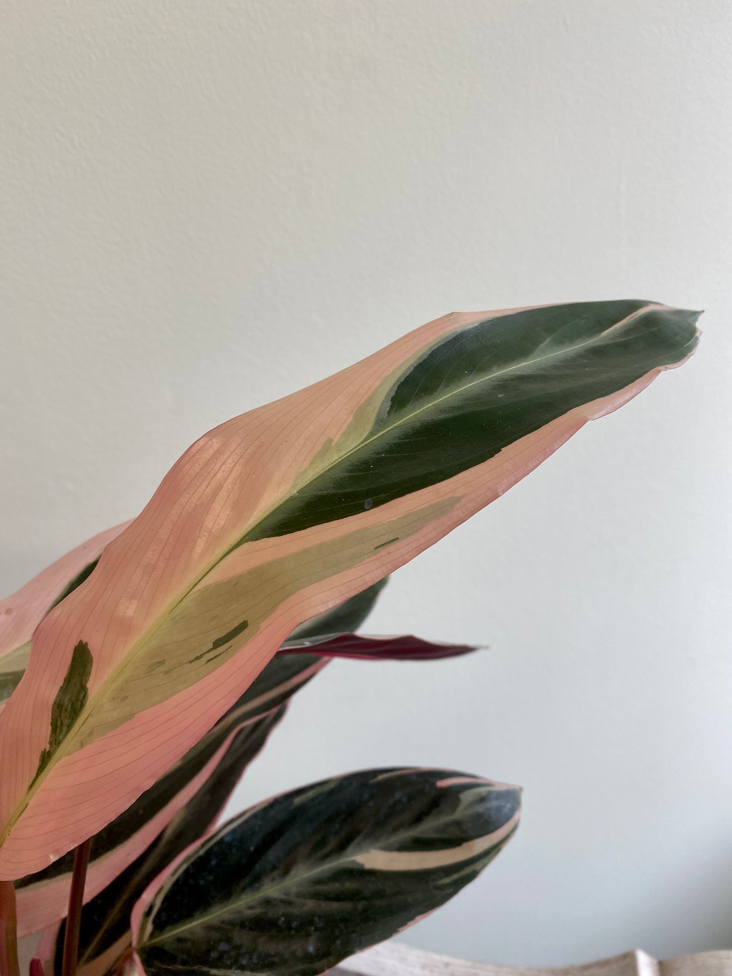 Stromanthe sanguinea ‘Triostar’