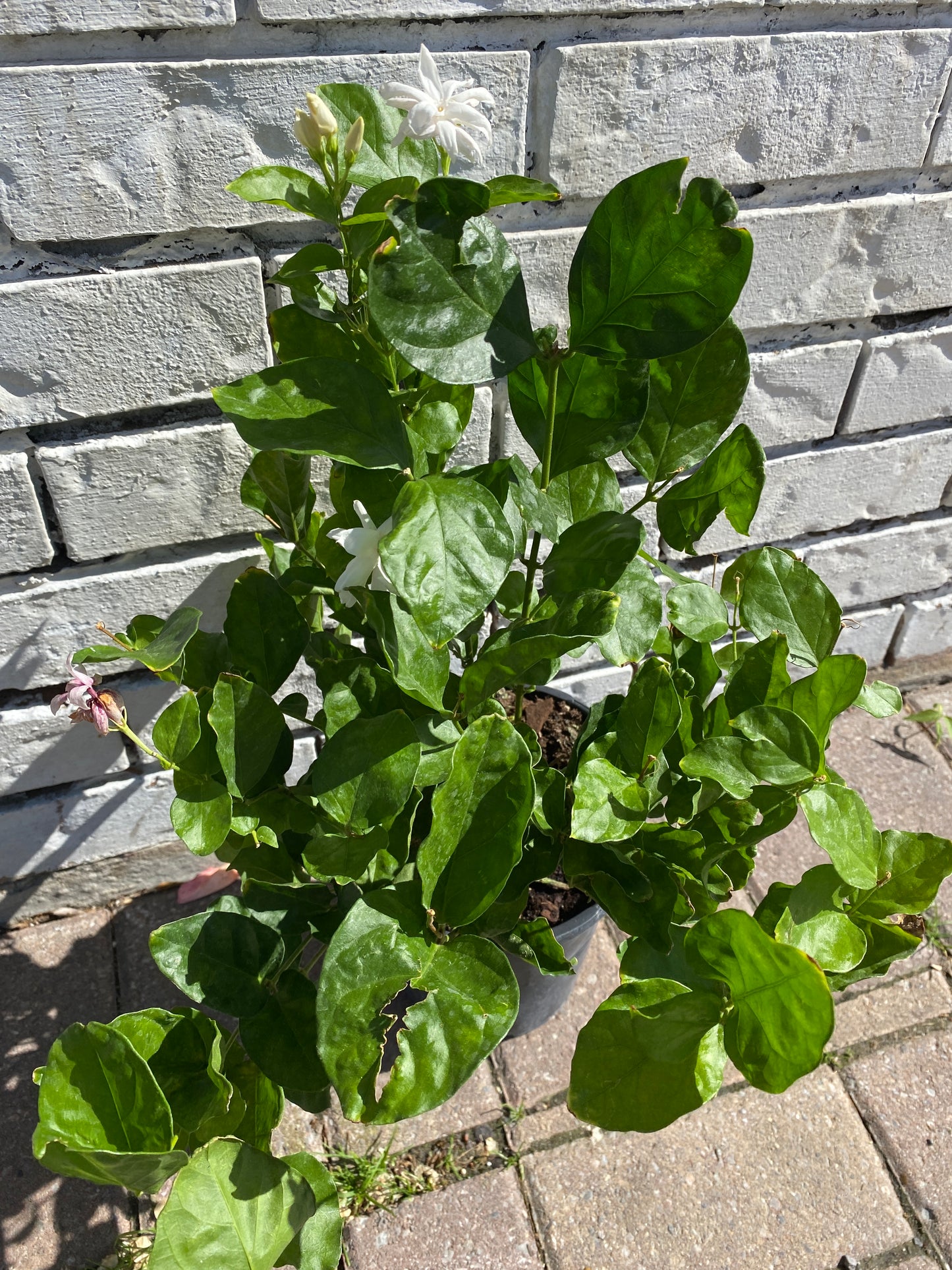 Jasminum sambac - Arabian Jasmine