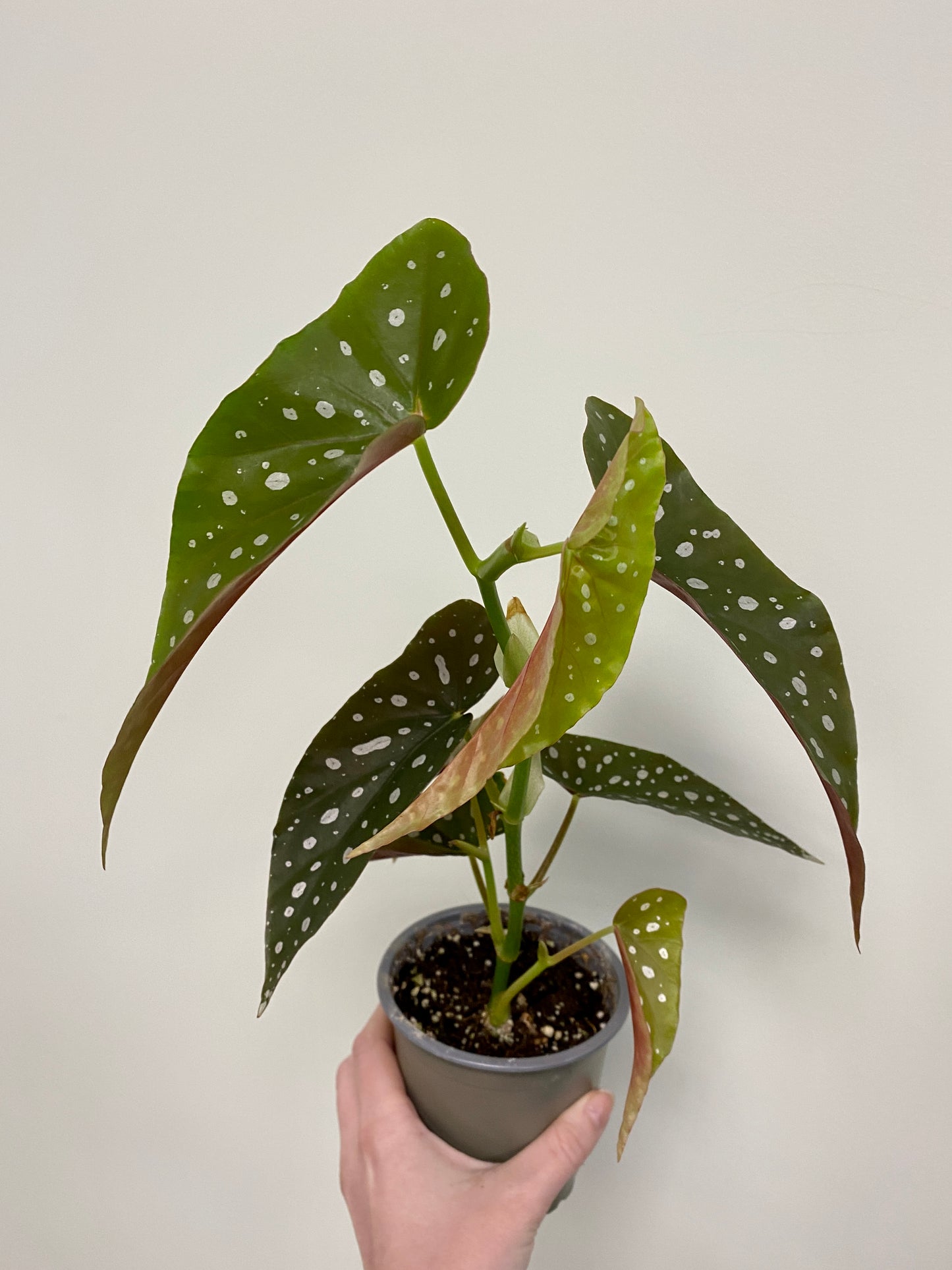 Begonia maculata - Polka Dot/Angel Wing Begonia