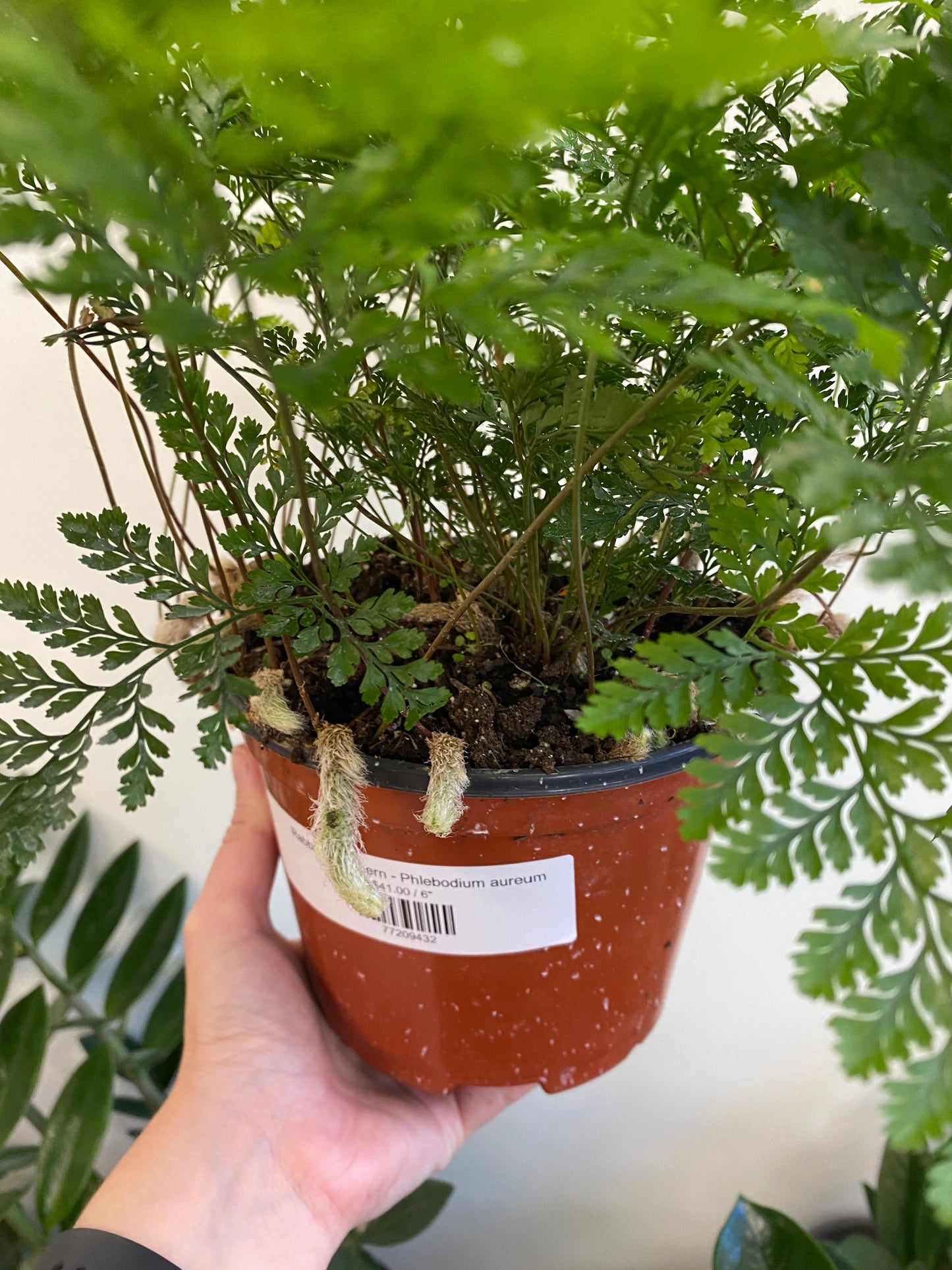 Davallia fejeensis - Rabbit's Foot Fern