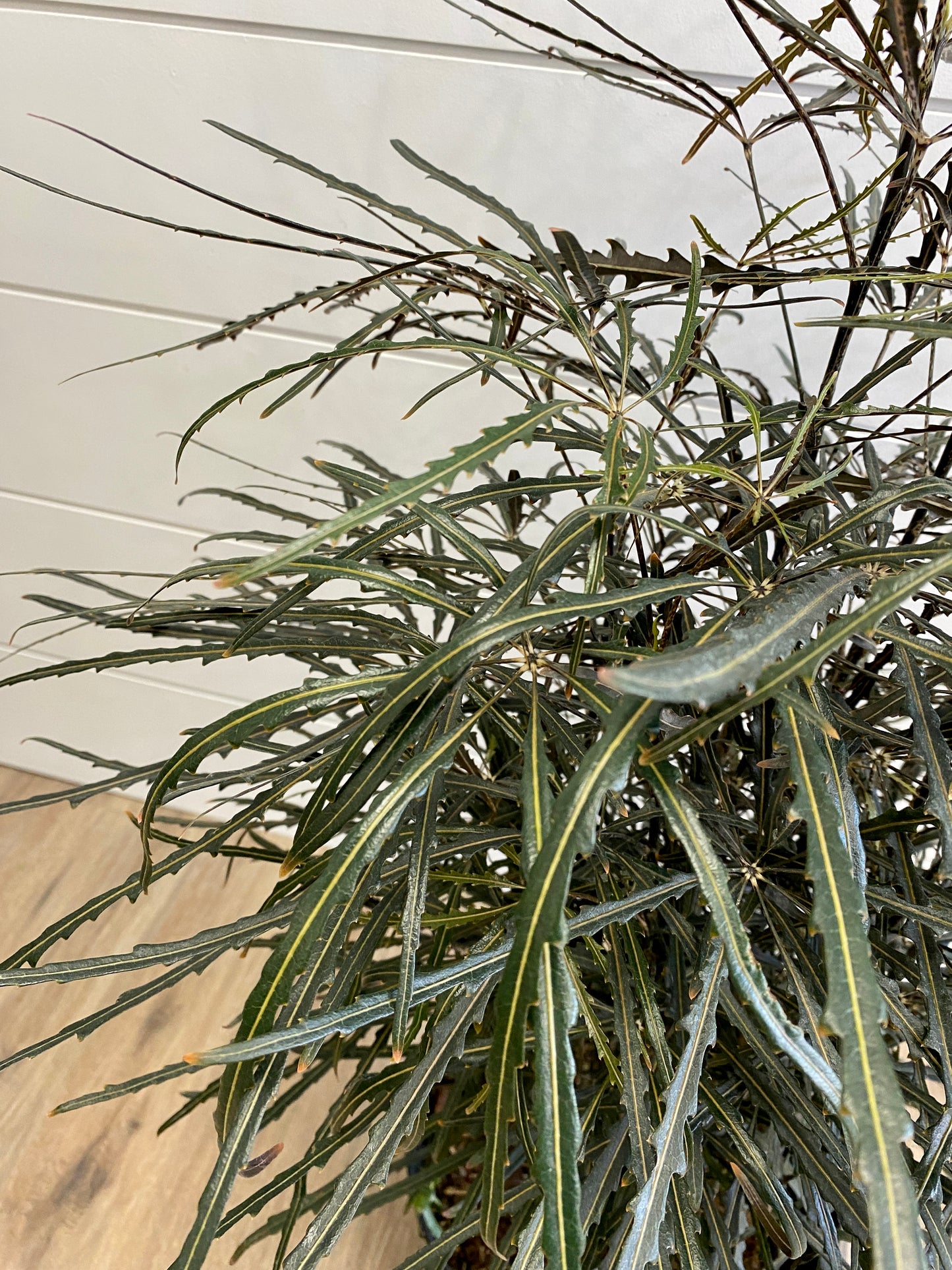 Dizygotheca elegantissima/Aralia elegantissima - False Aralia