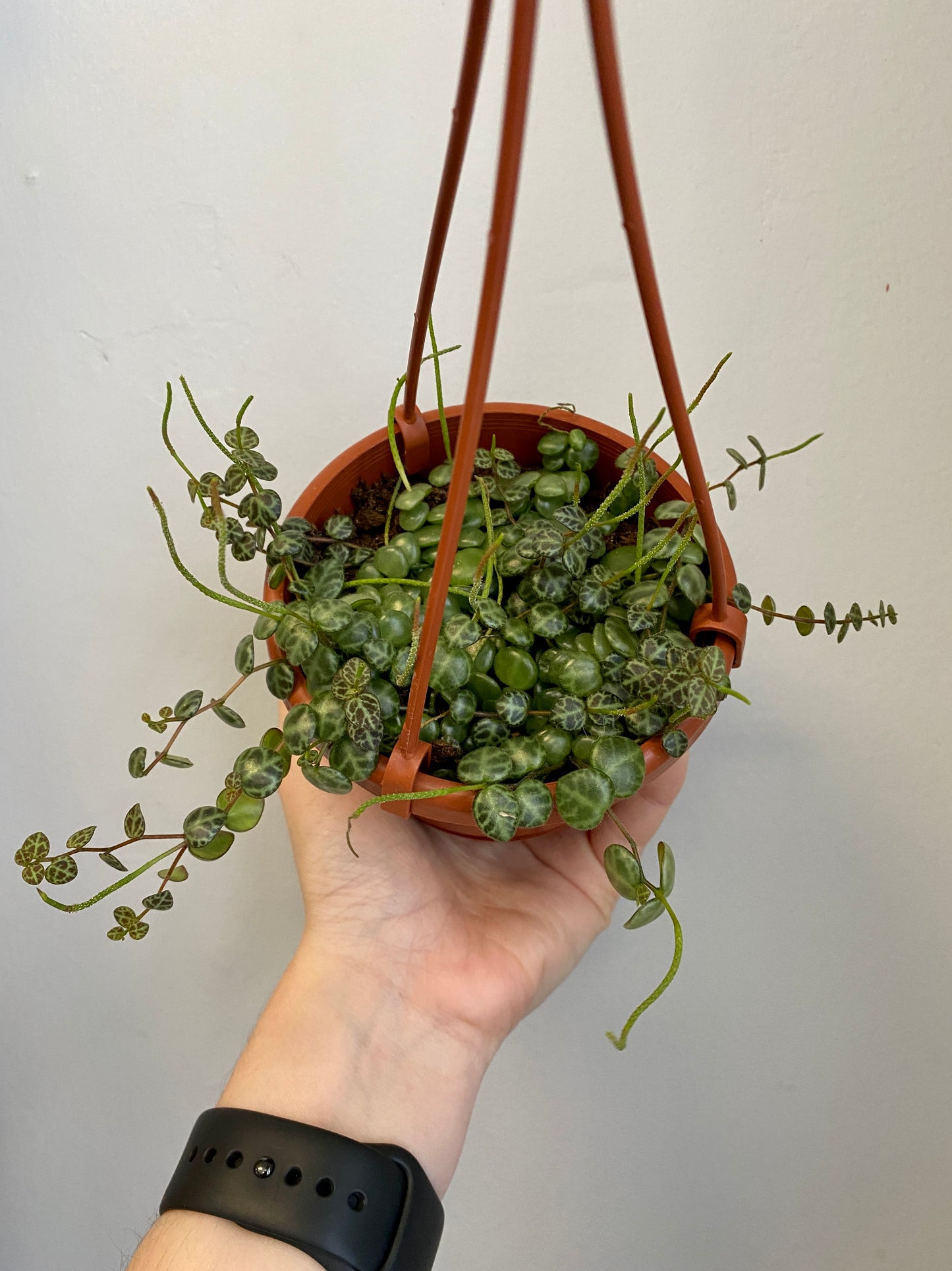 Peperomia prostrata - String of Turtles