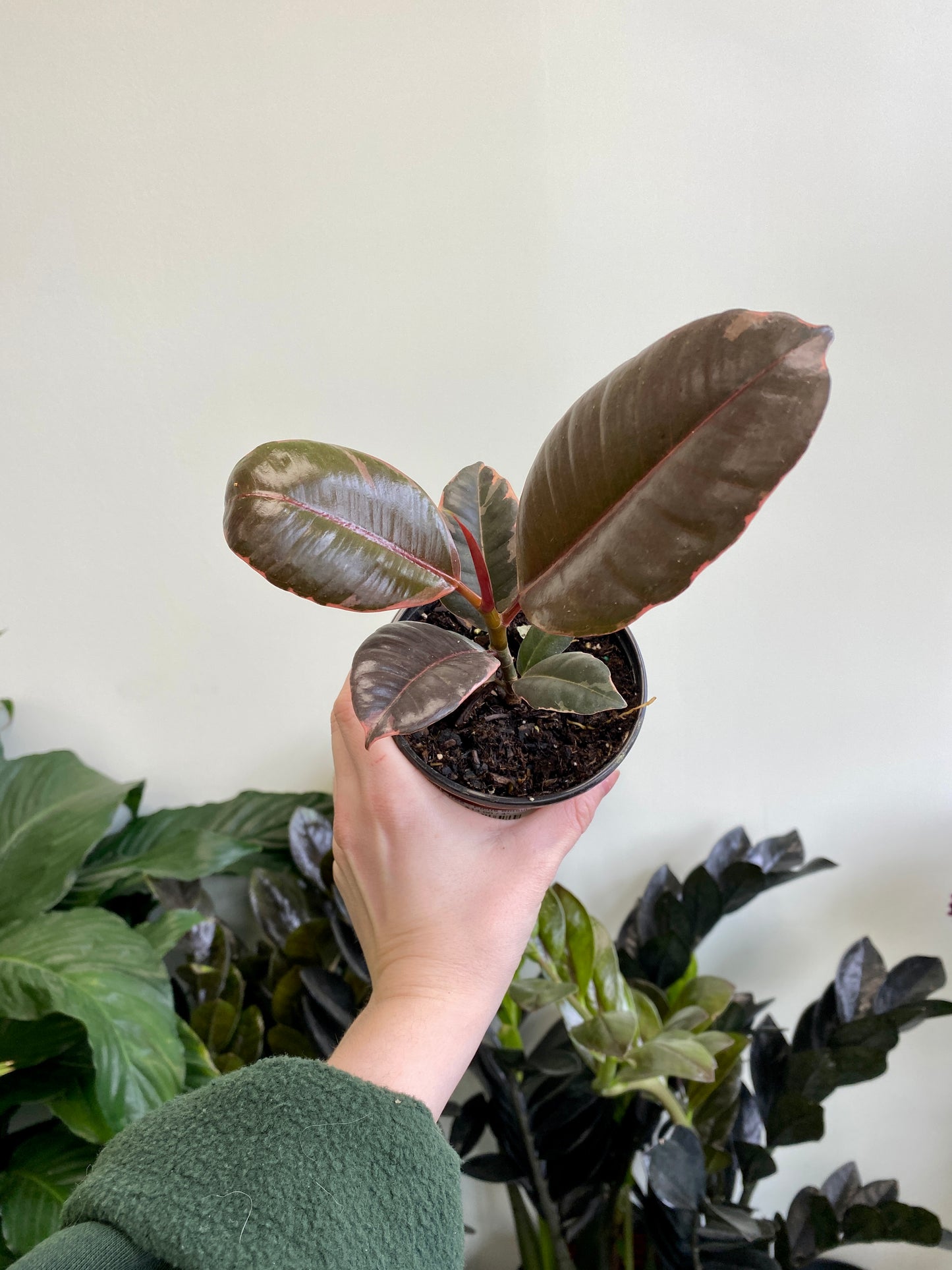 Ficus elastica ‘Ruby’ - Rubber Tree