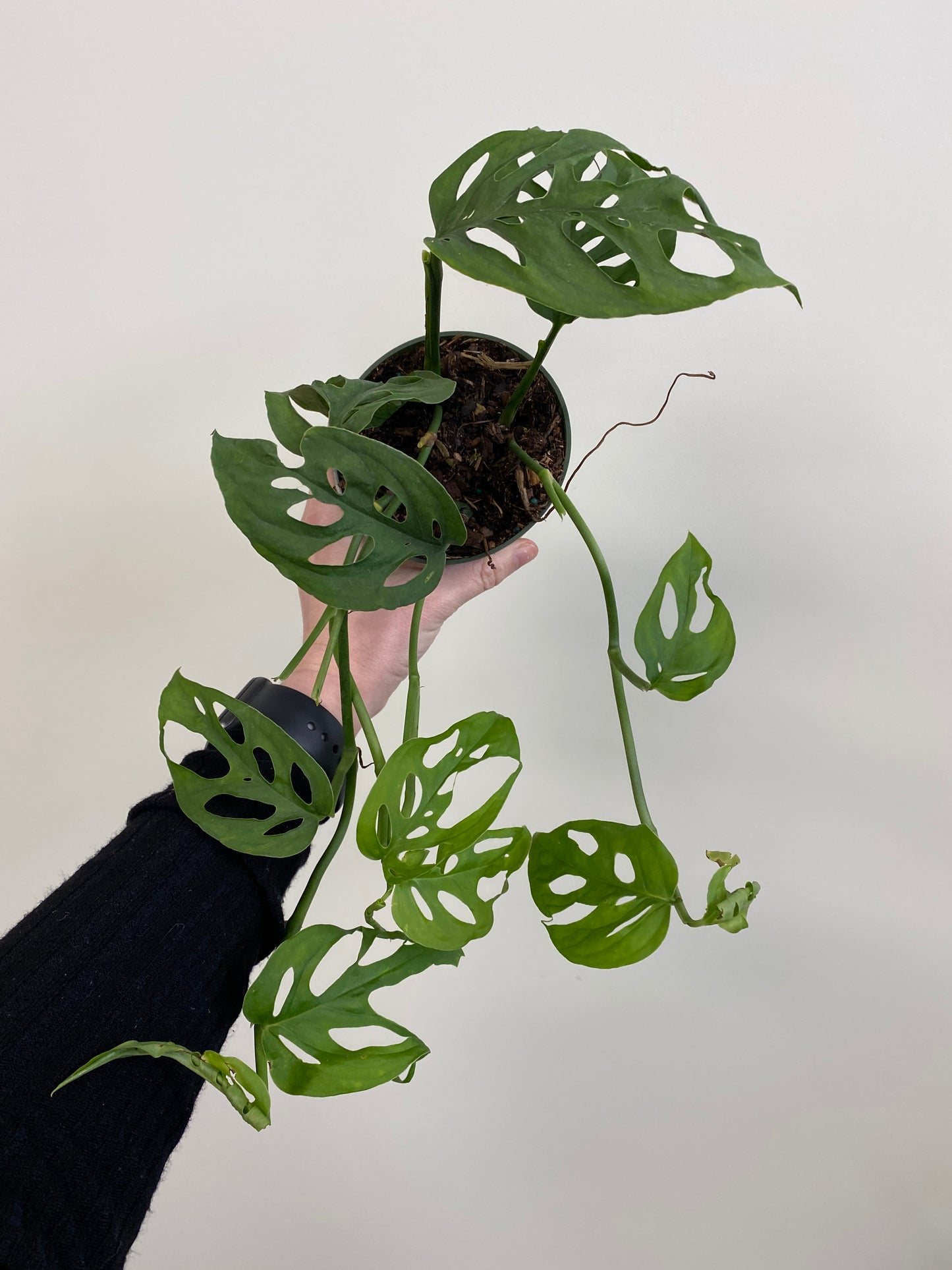 Monstera adansonii - Swiss Cheese Plant