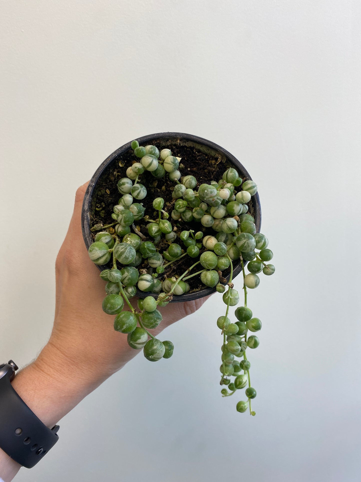 Variegated String of Pearls - Senecio rowleyanus