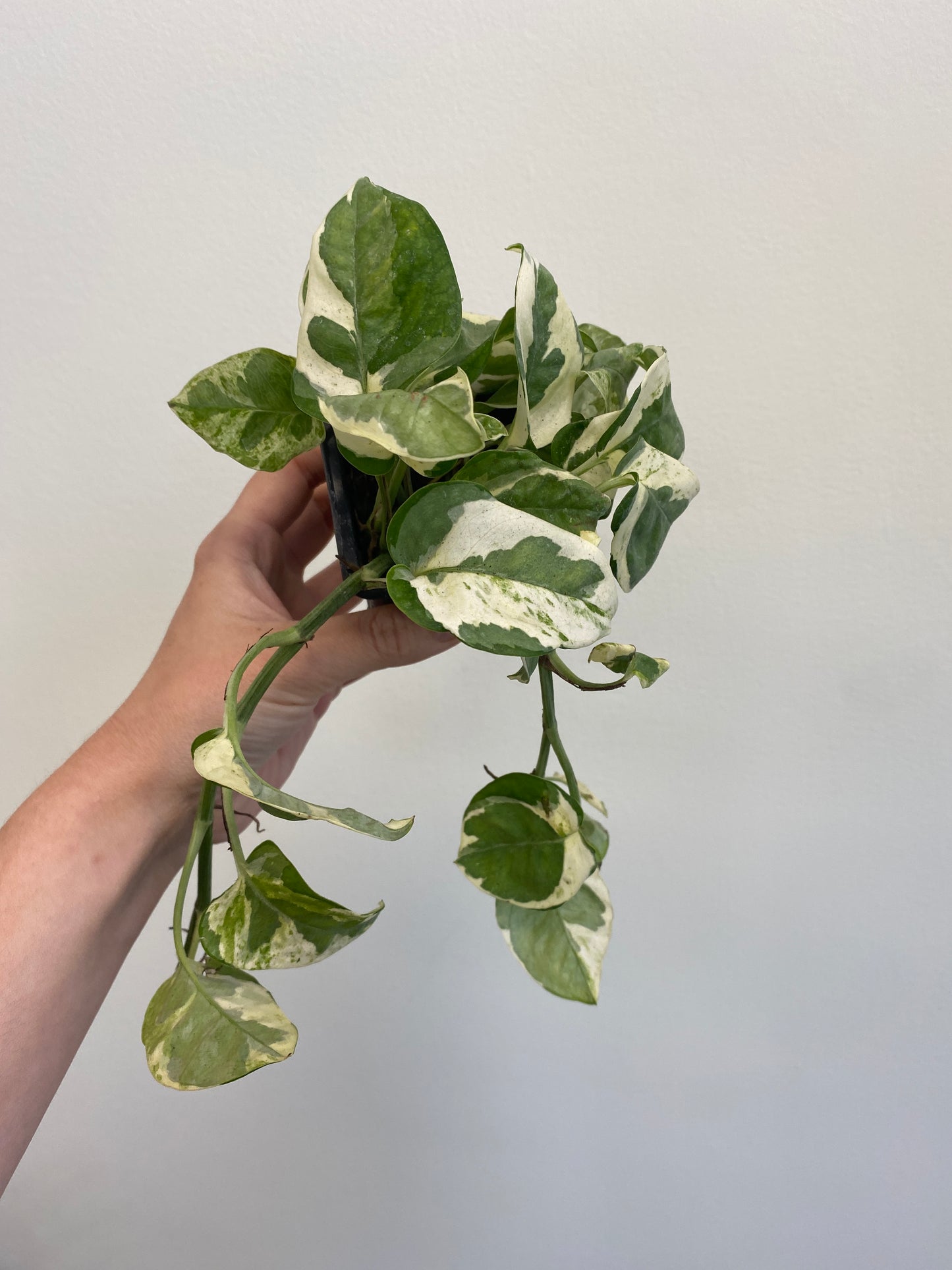 Epipremnum aureum - Pothos ‘Pearls & Jade’