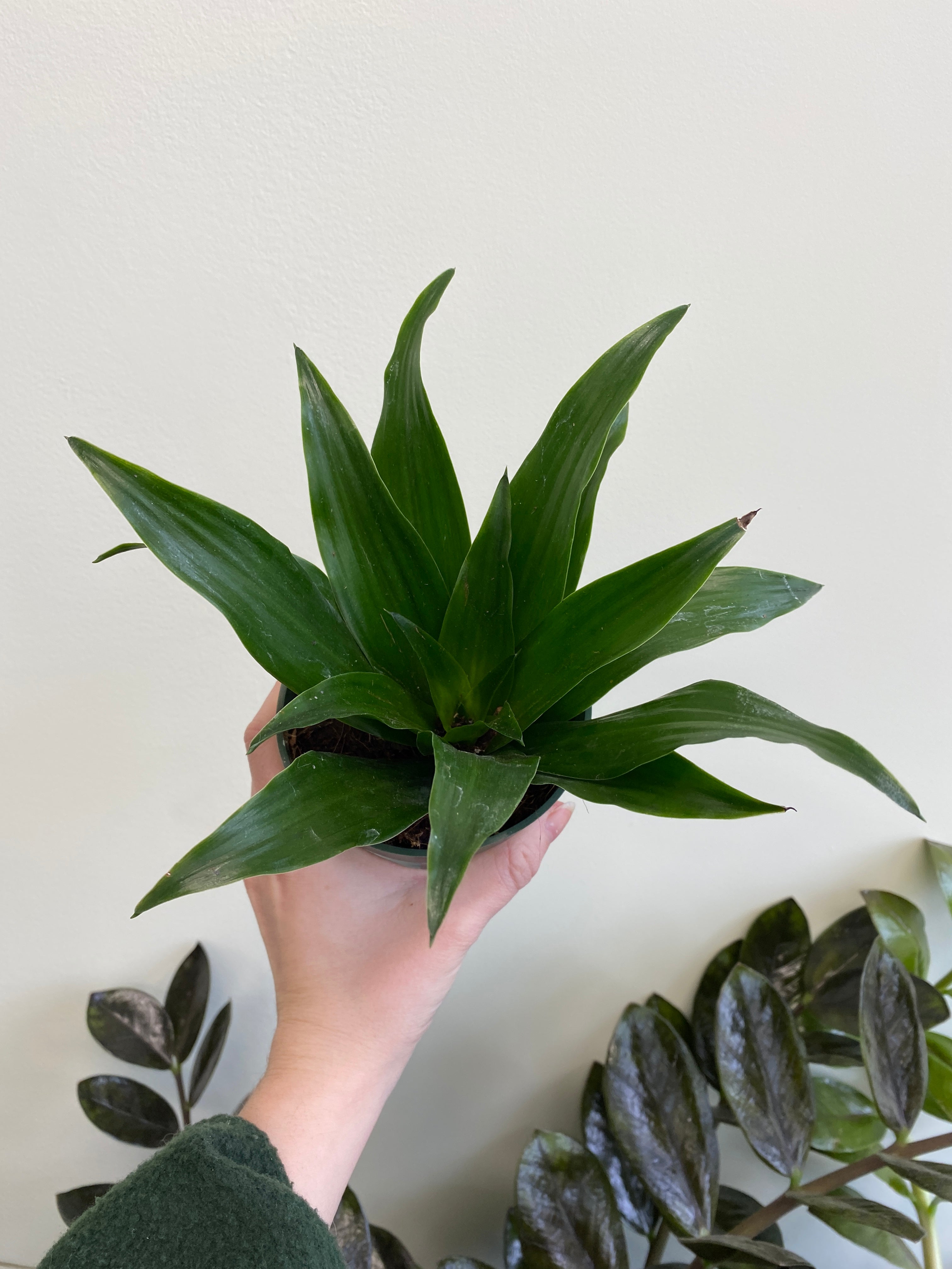 dracaena compacta green jewel Dracaena 'Green Jewel' – Wild Willy's Plants and Flowers