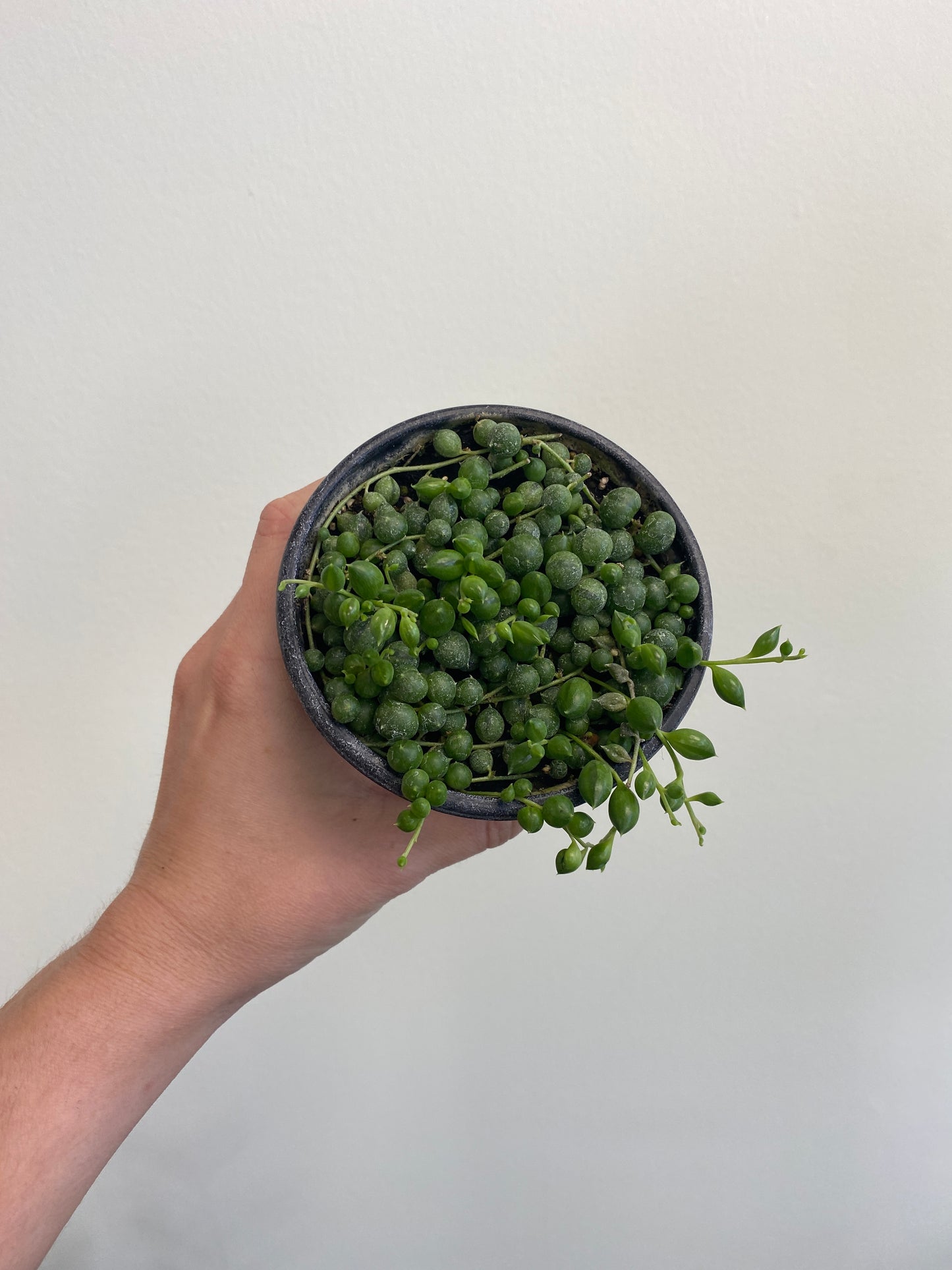 Senecio rowleyanus- String of Pearls
