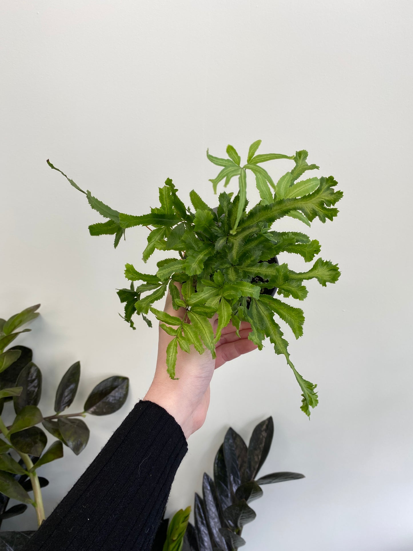Pteris cretica ‘Mayi’ - Mayi Fern