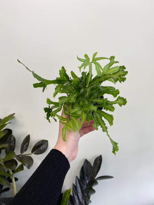 Pteris cretica ‘Mayi’ - Mayi Fern