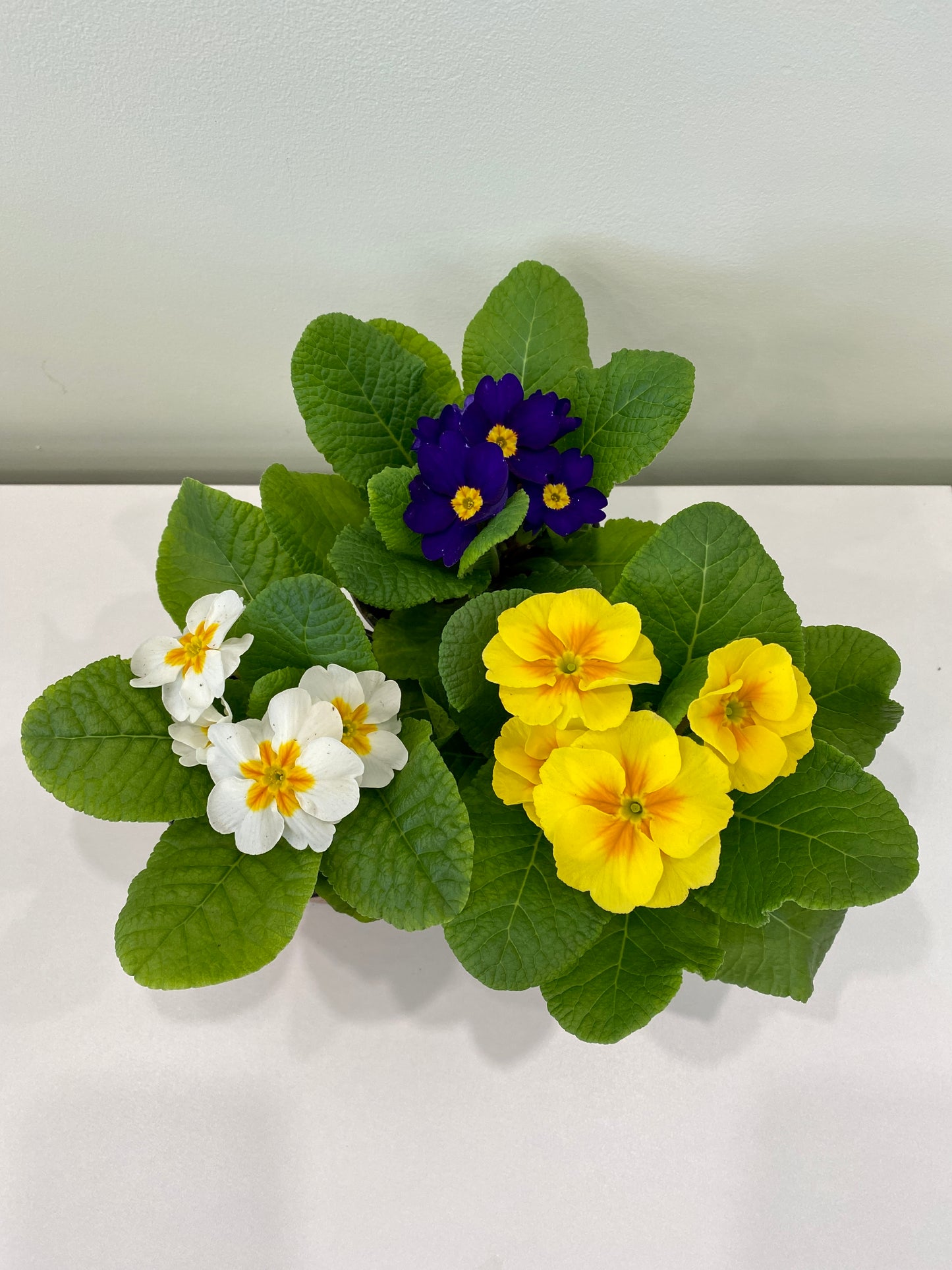 Primula vulgaris - Primrose