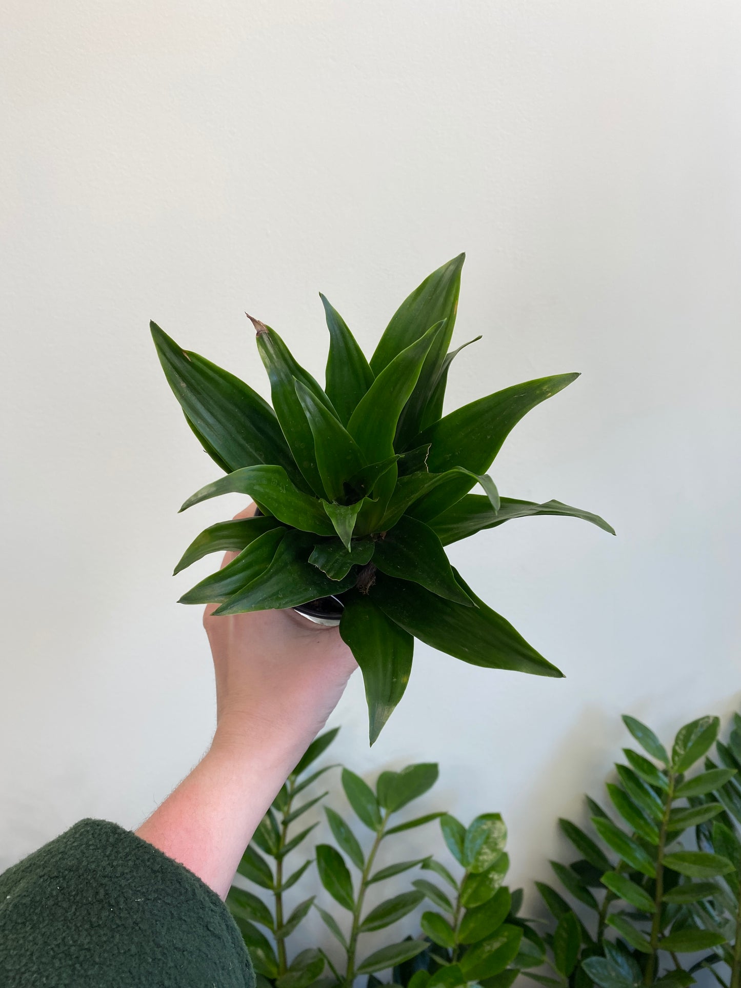 Dracaena ‘Janet Craig’