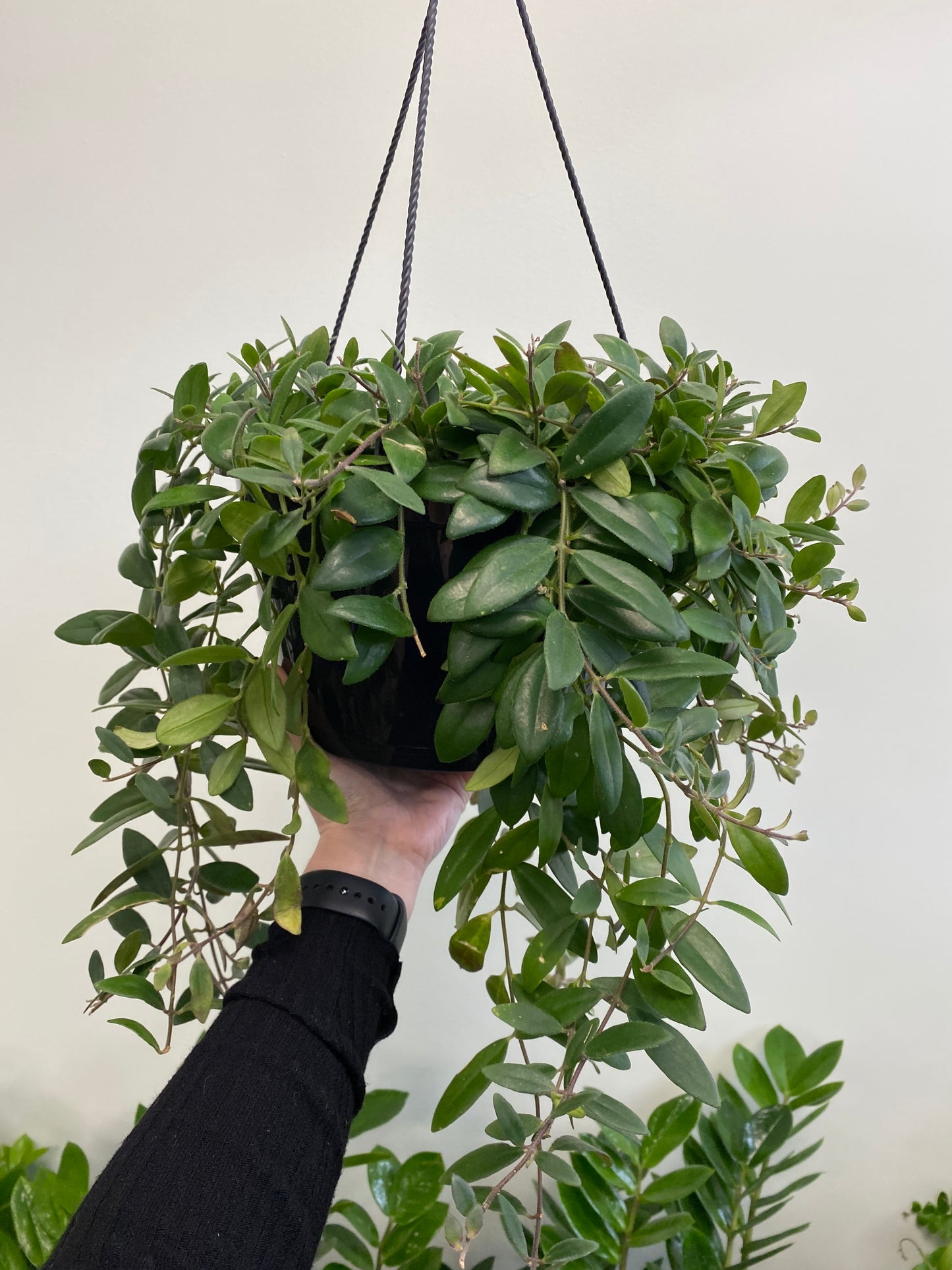 Aeschynanthus ‘Mona Lisa’ - Lipstick Plant